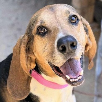 Galaway Girl (CA), an adopted Treeing Walker Coonhound in Jackson, CA image 1/4