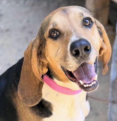 Galaway Girl (CA), an adopted Treeing Walker Coonhound in Jackson, CA image 4/4
