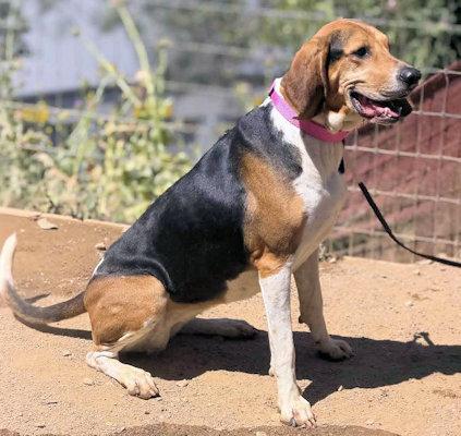 Galaway Girl (CA), an adopted Treeing Walker Coonhound in Jackson, CA image 3/4