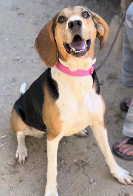 Galaway Girl (CA), an adopted Treeing Walker Coonhound in Jackson, CA image 2/4