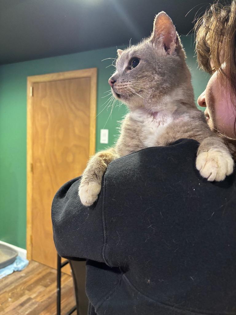 Scraggy Bay, a Adoptable mixed breed in Cincinnati, OH image 1/6