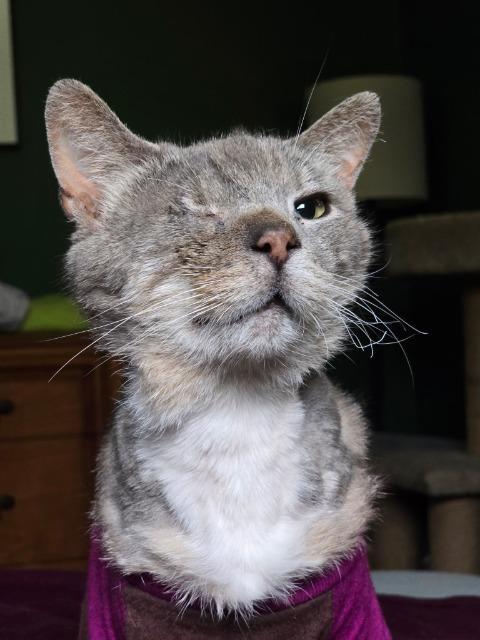 Scraggy Bay, a Adoptable mixed breed in Cincinnati, OH image 2/6