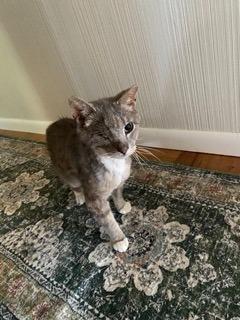 Scraggy Bay, a Adoptable mixed breed in Cincinnati, OH image 5/6