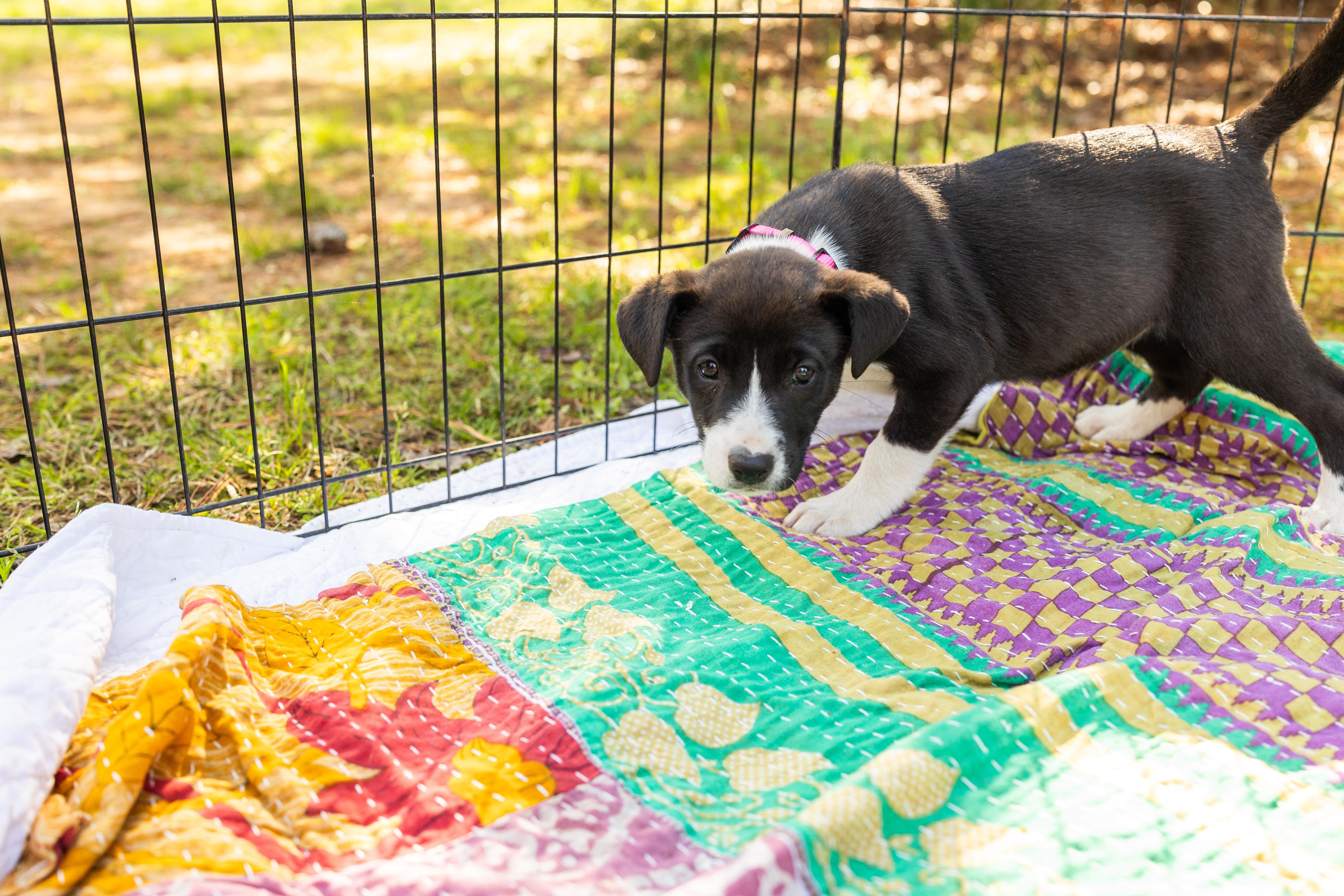 Enlarge SUNNY, an adopted Mixed Breed in Newborn, GA image 6/6