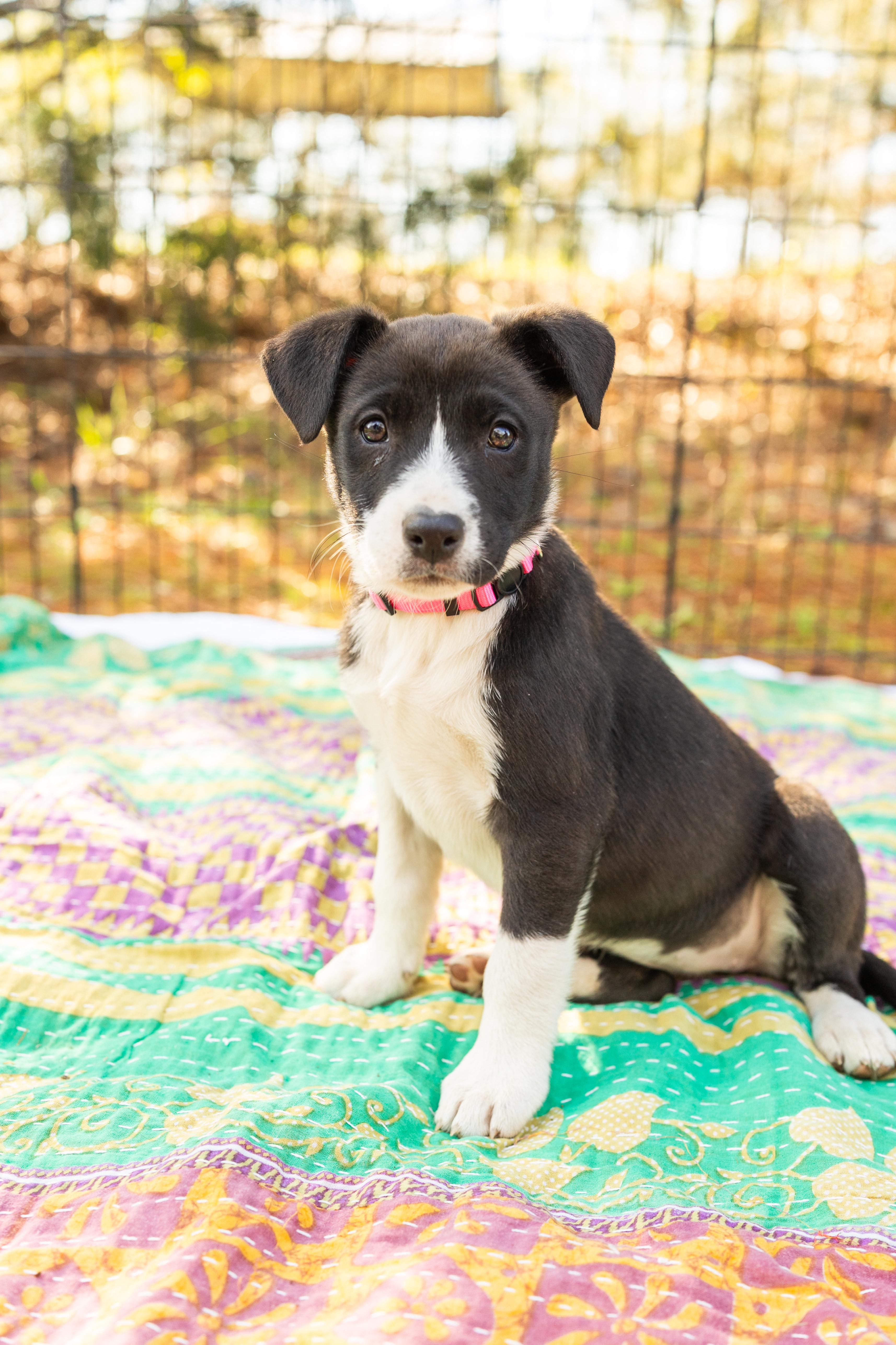 SUNNY, adopted, Puppy Female Mixed Breed.