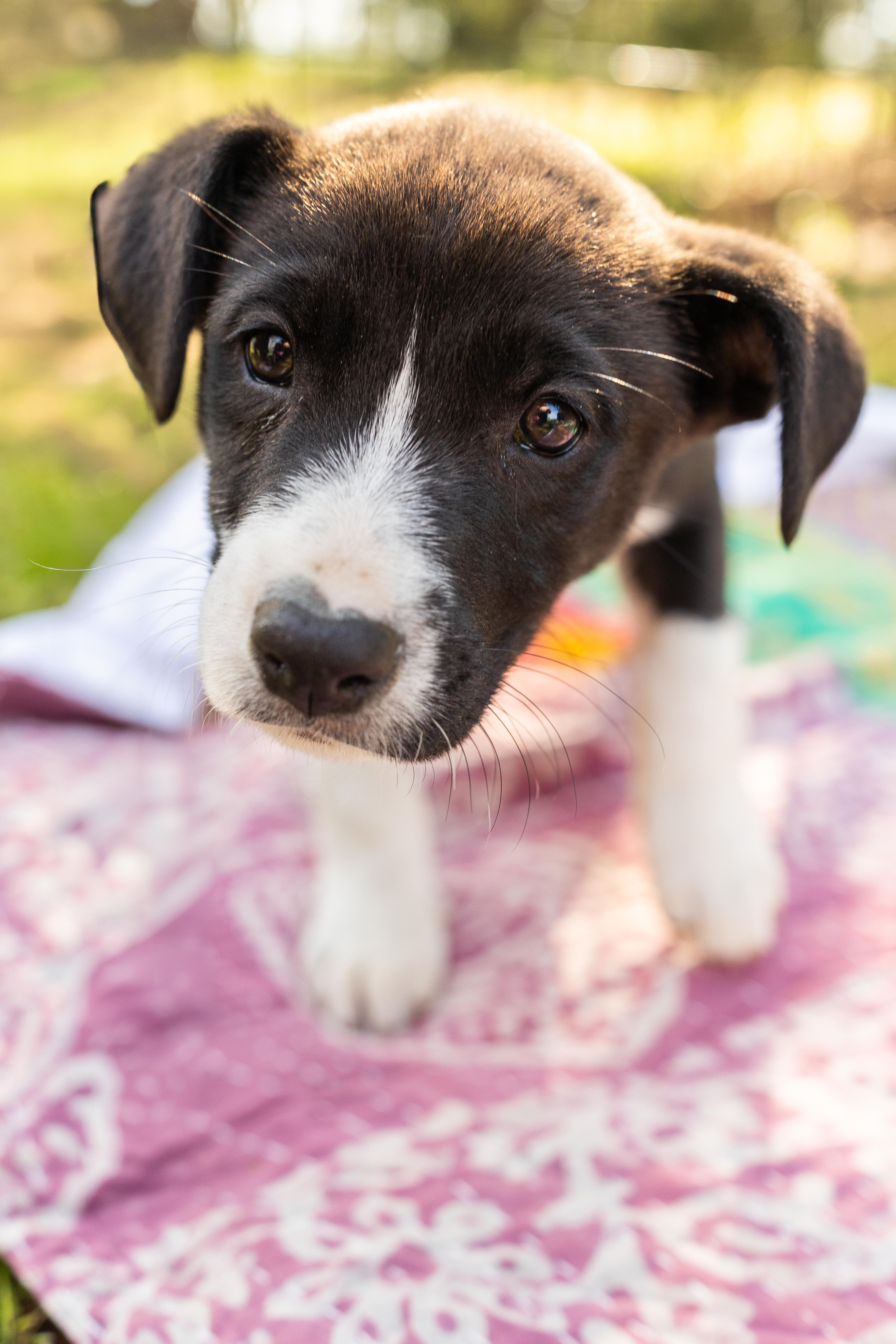 Enlarge SUNNY, an adopted Mixed Breed in Newborn, GA image 2/6