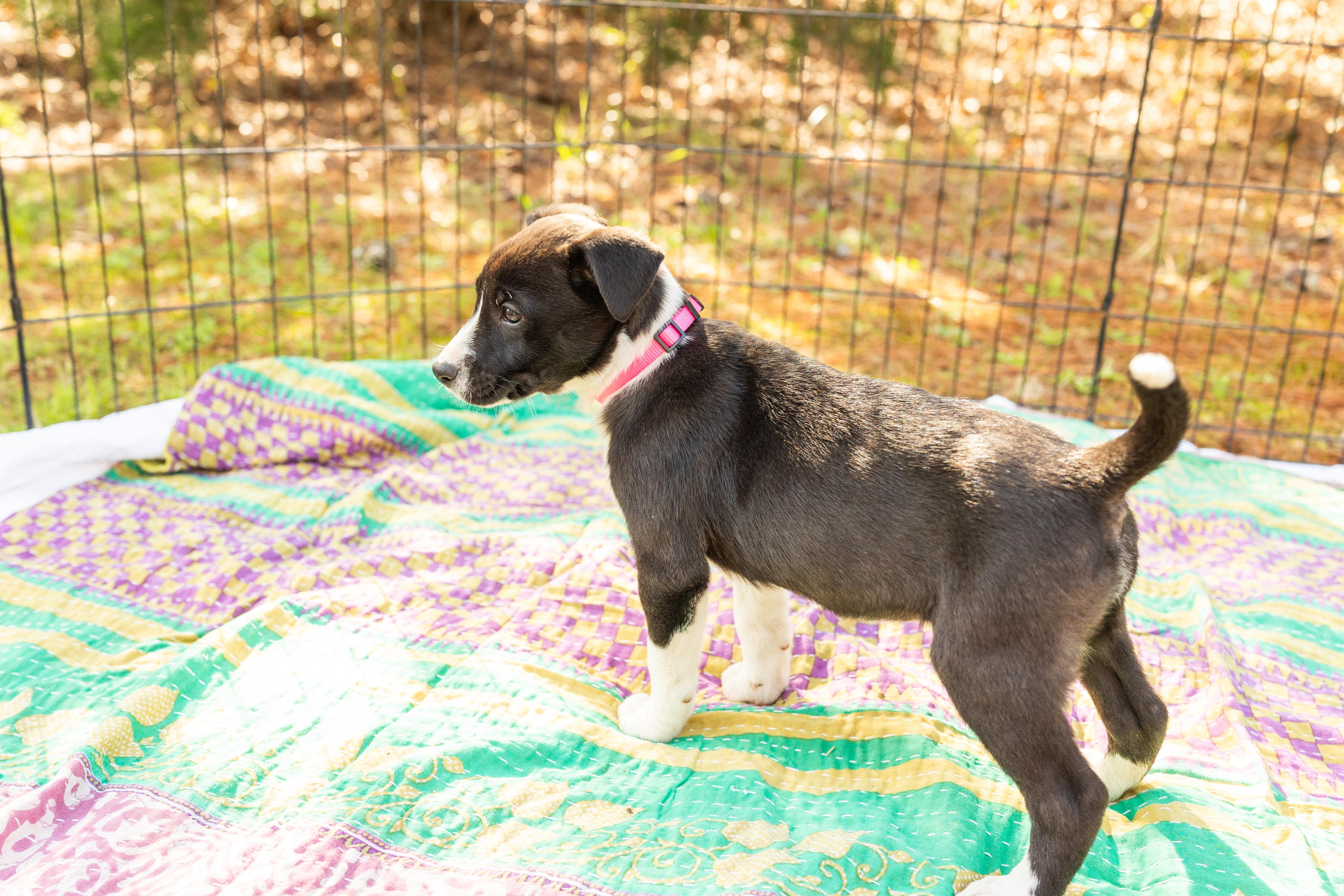 Enlarge SUNNY, an adopted Mixed Breed in Newborn, GA image 4/6