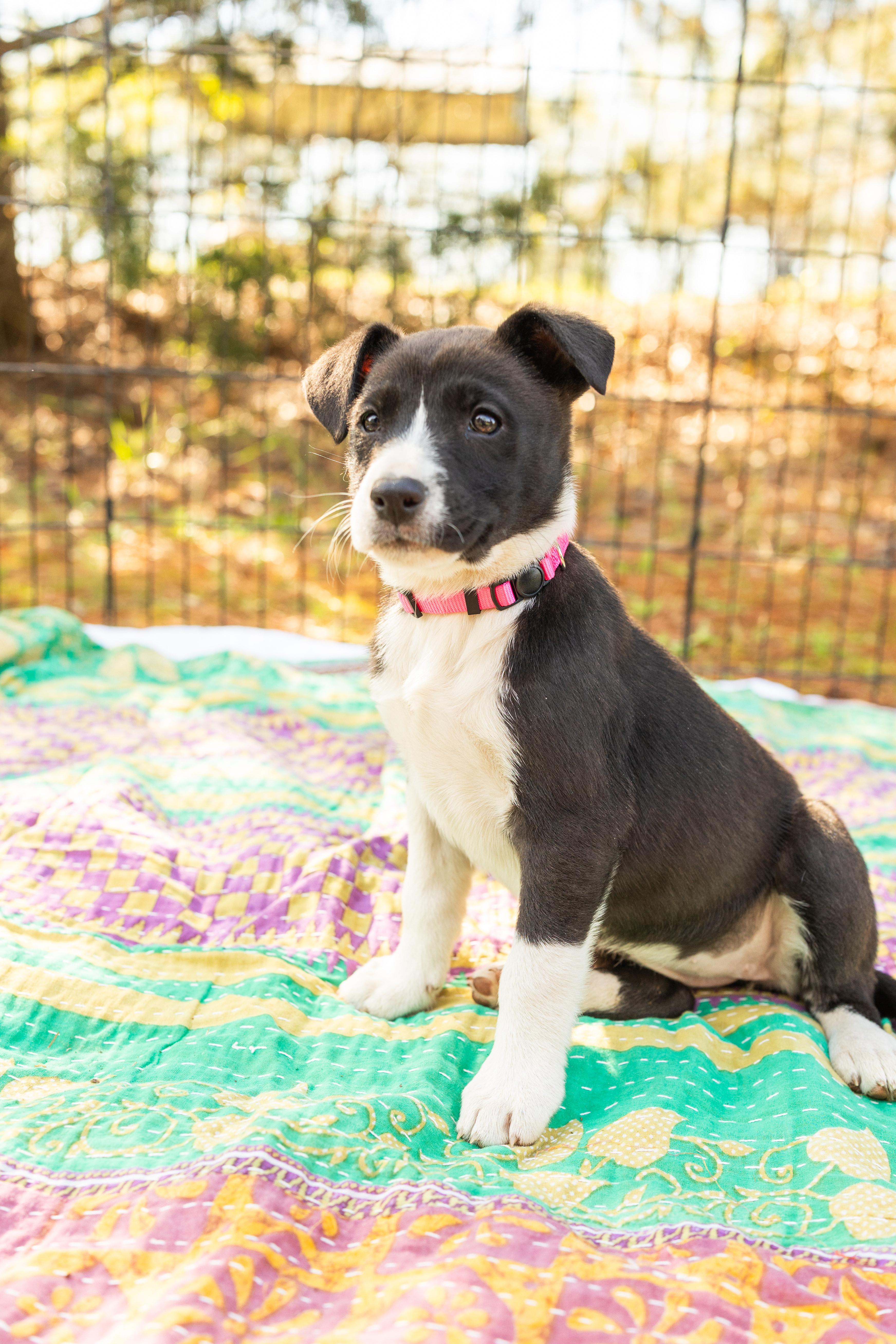 Enlarge SUNNY, an adopted Mixed Breed in Newborn, GA image 5/6