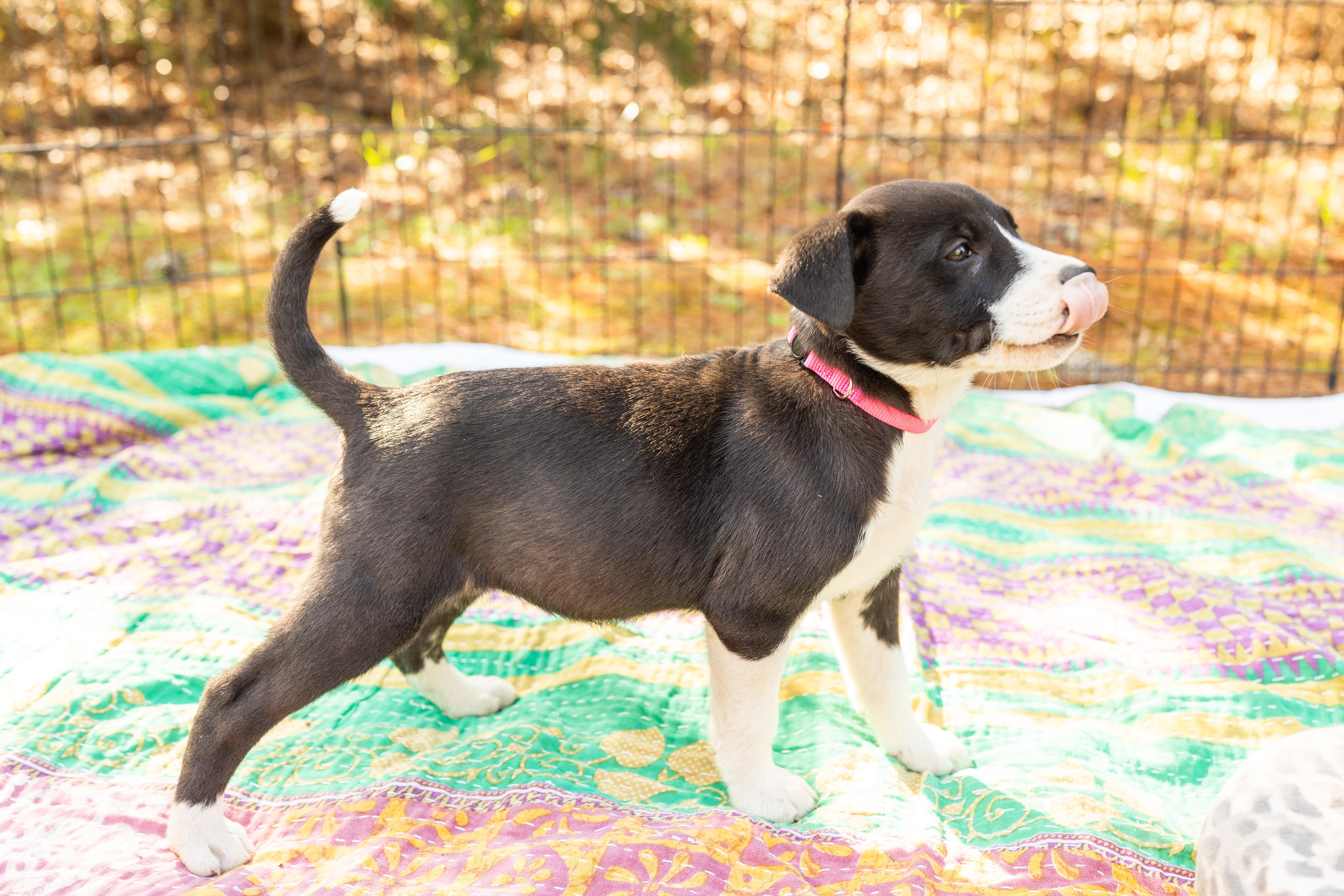 Enlarge SUNNY, an adopted Mixed Breed in Newborn, GA image 3/6