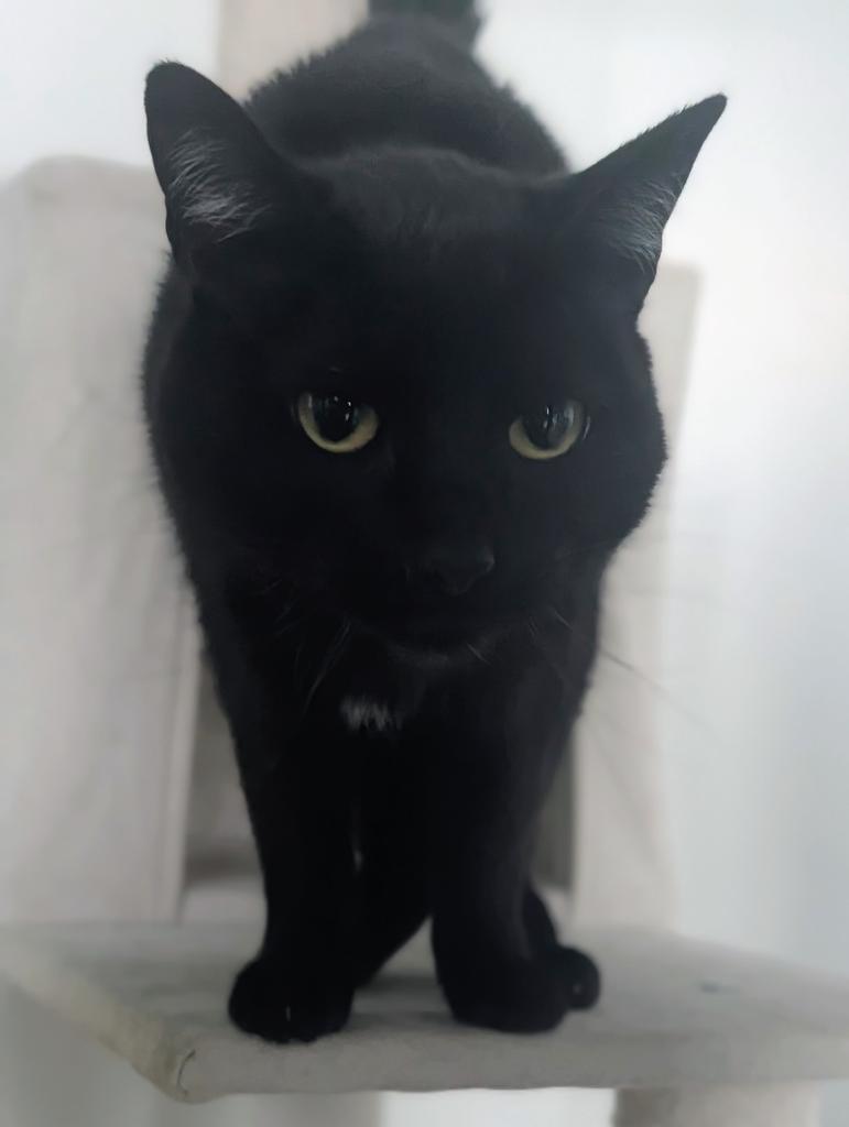 Carol, a Adoptable mixed breed in Greenfield, IN image 1/4