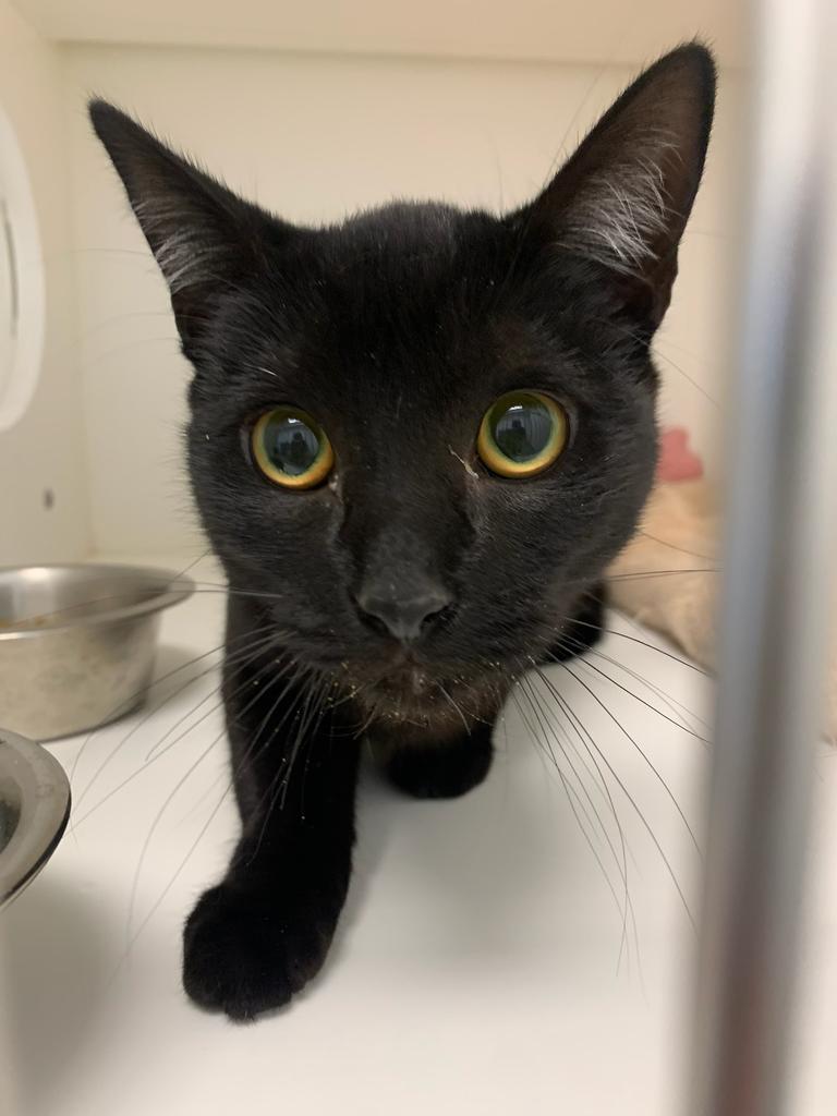 Carol, Adoptable, Young Female Domestic Short Hair.