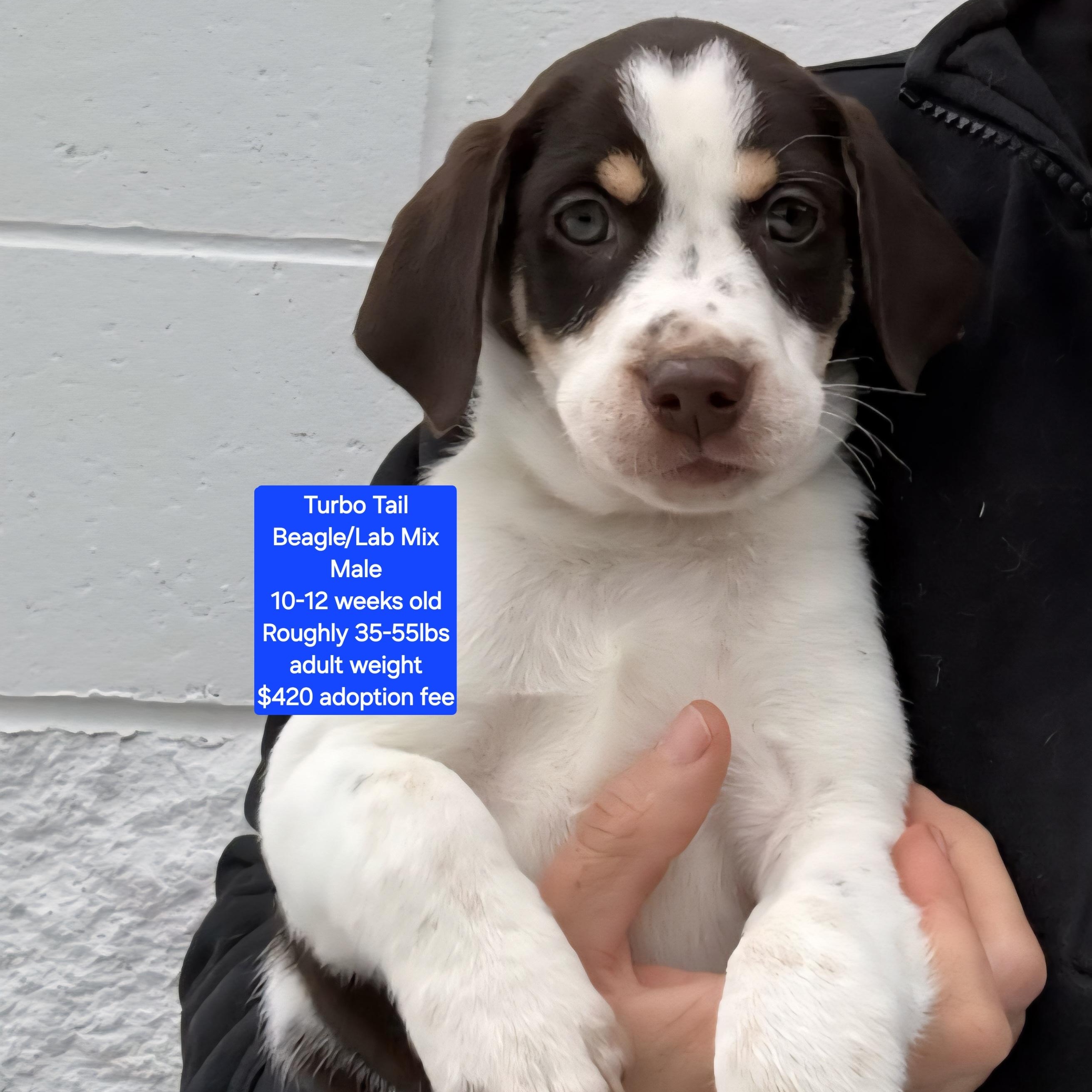 Turbo Tail, ADOPTABLE, Puppy Male Beagle & Labrador Retriever.