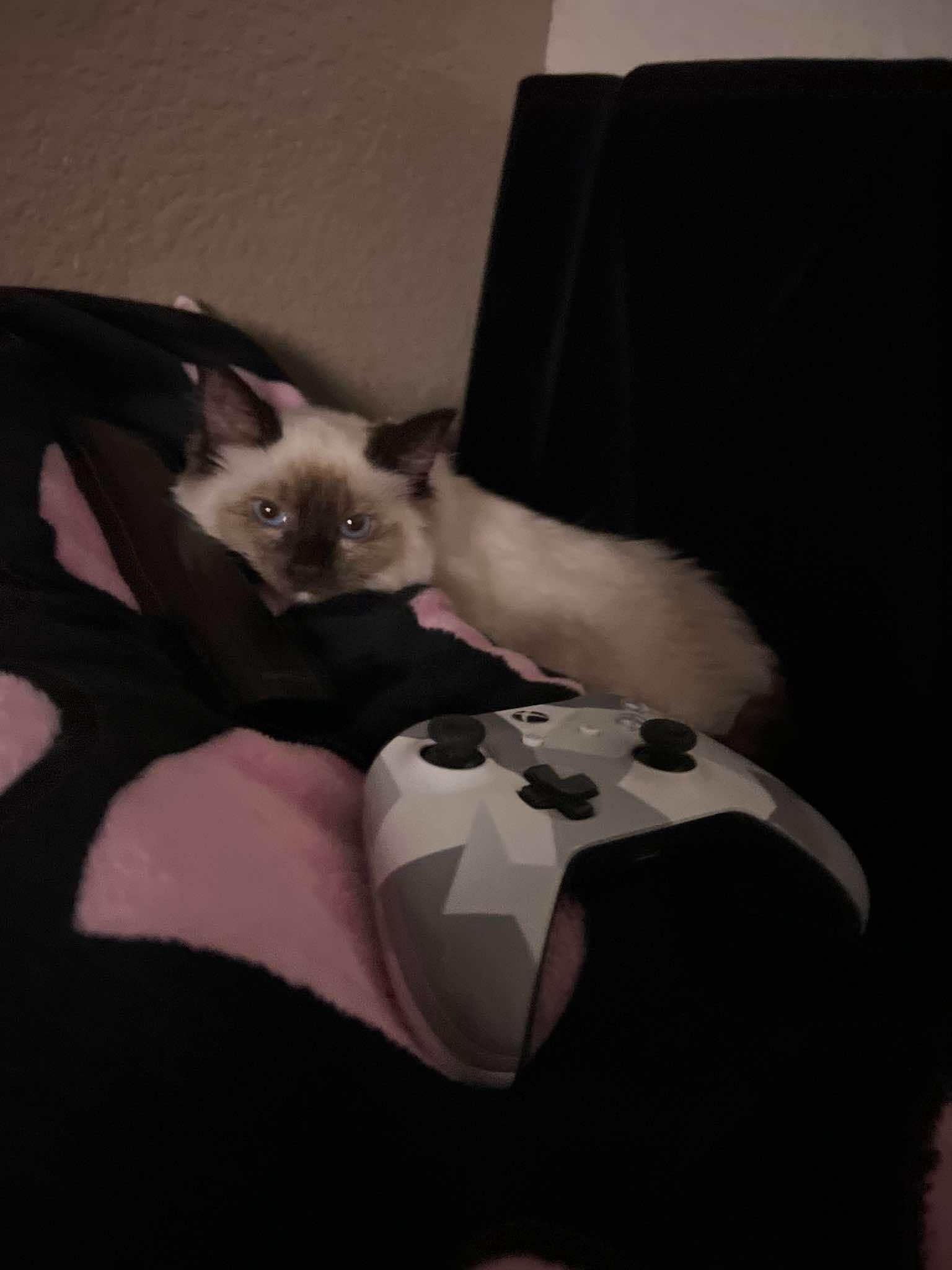 Enlarge Glinda (bonded with Elphie), a Adopted mixed breed in Sierra Vista, AZ image 3/4