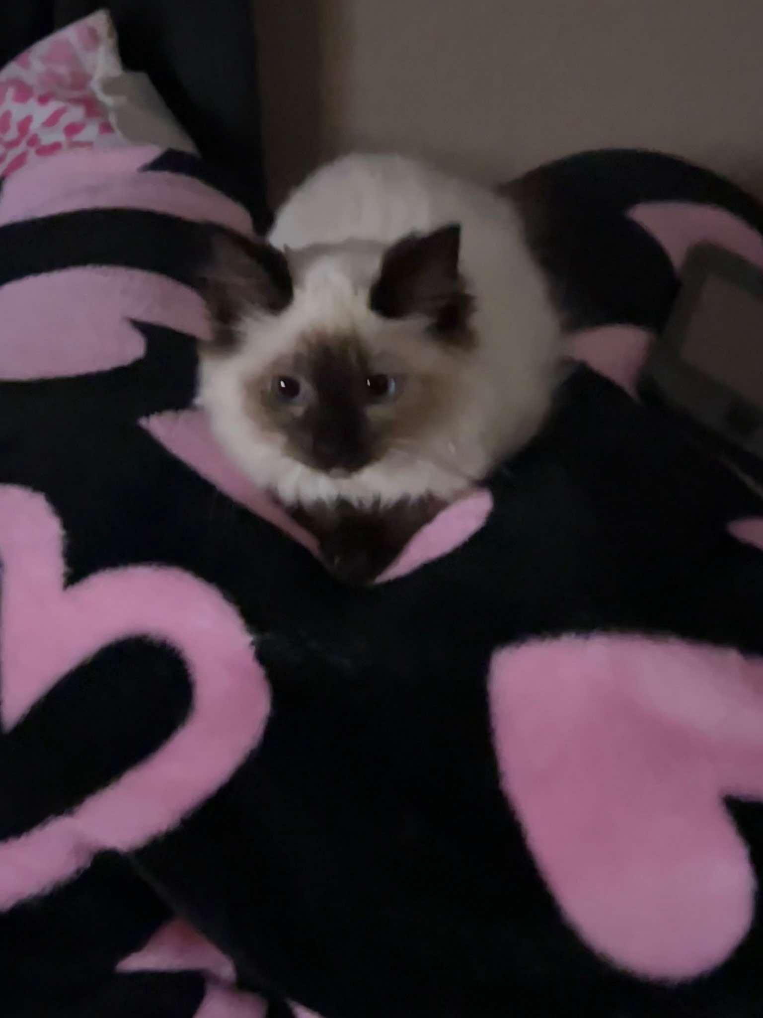 Enlarge Glinda (bonded with Elphie), a Adopted mixed breed in Sierra Vista, AZ image 2/4