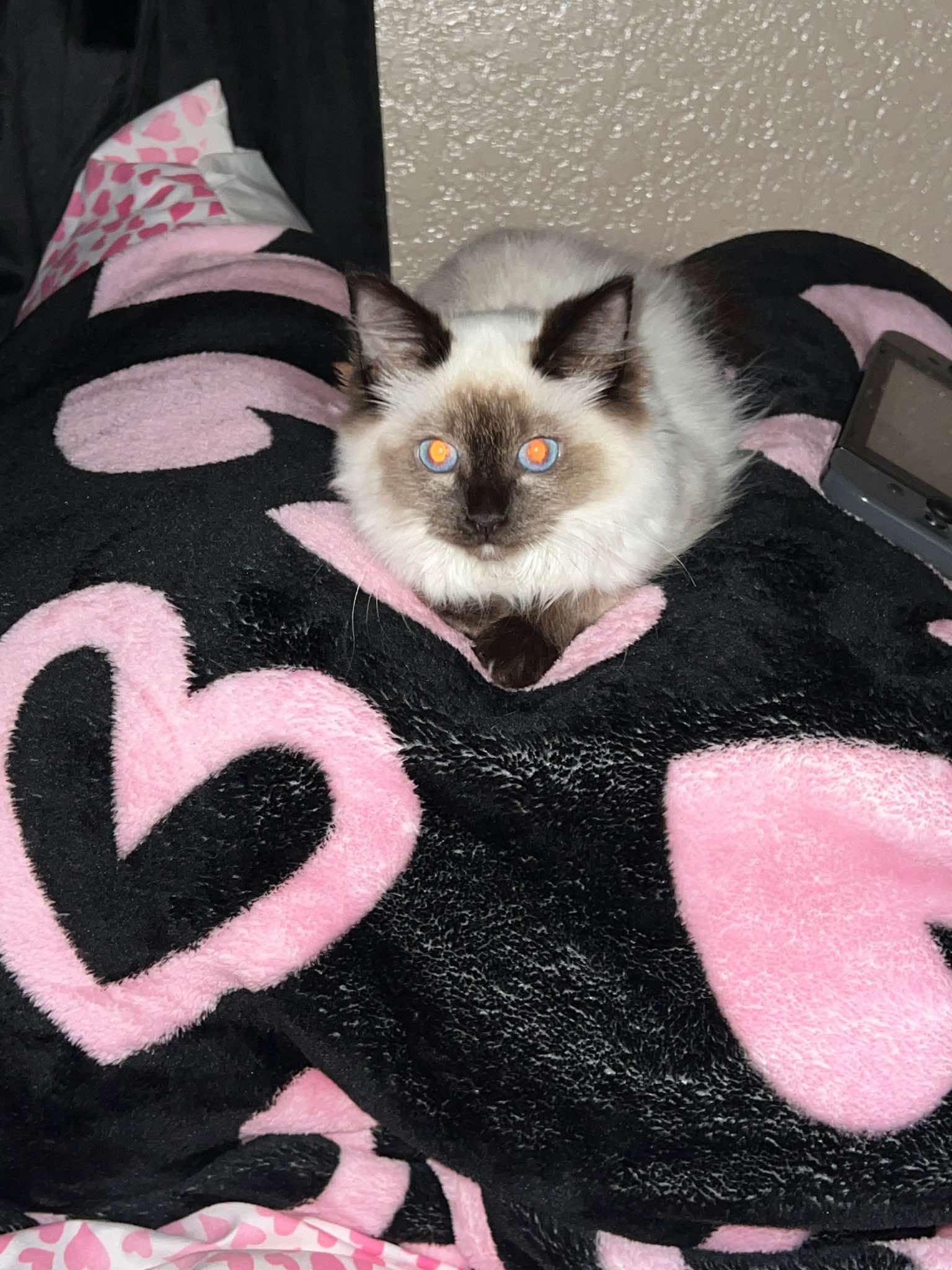 Enlarge Glinda (bonded with Elphie), a Adopted mixed breed in Sierra Vista, AZ image 4/4