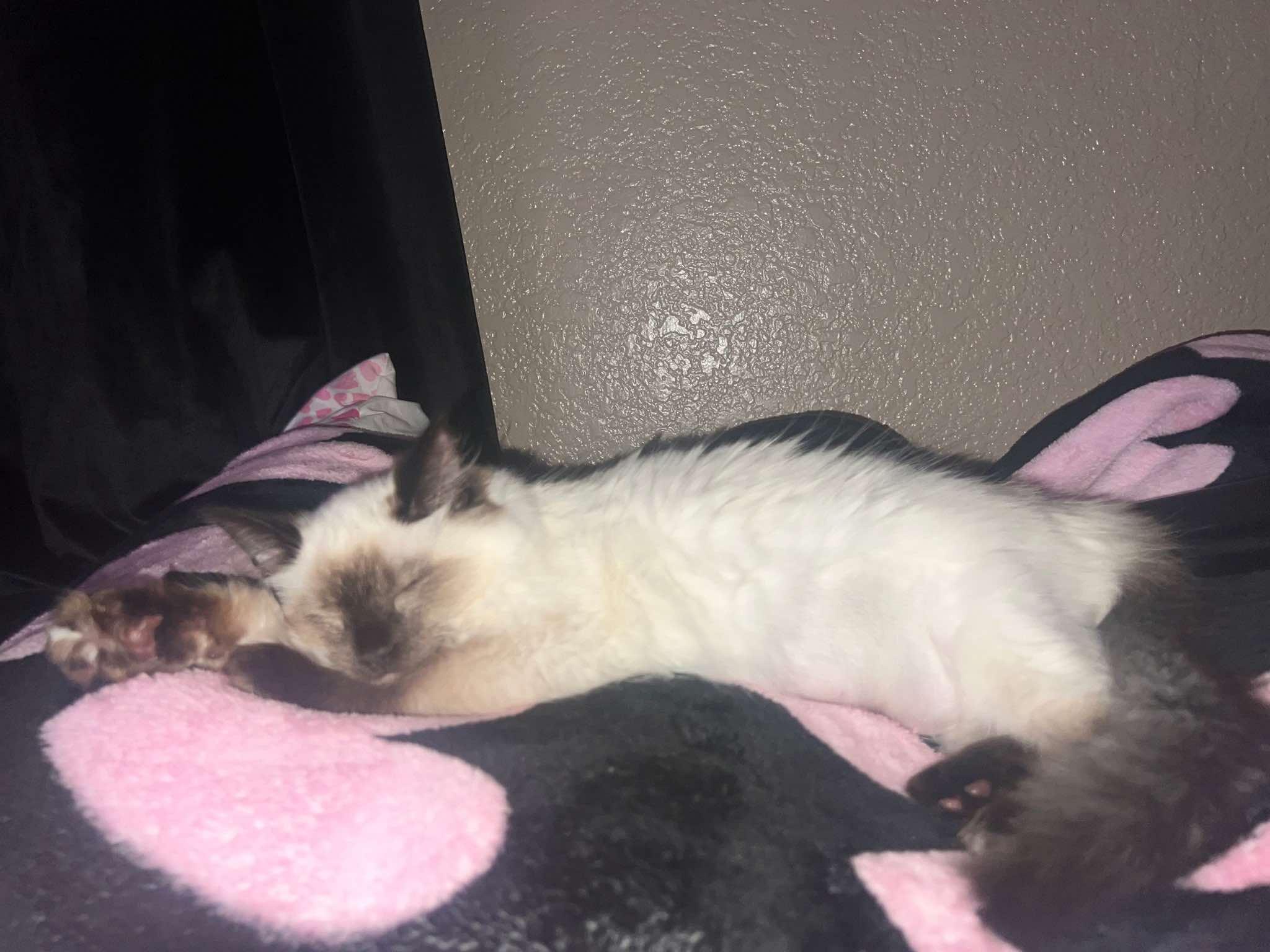 Glinda (bonded with Elphie), Adopted, Kitten Female Siamese & Himalayan.