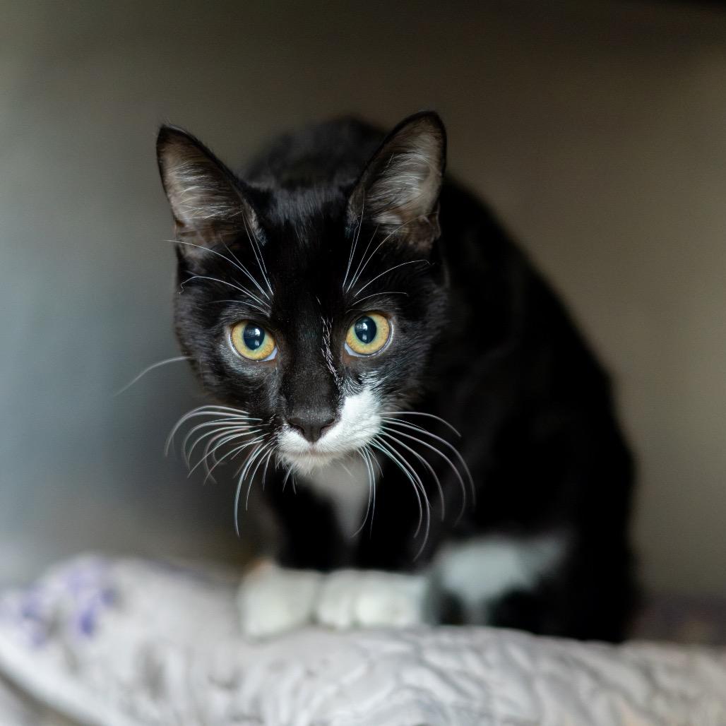 Spencer, Adoptable, Kitten Male Domestic Short Hair.