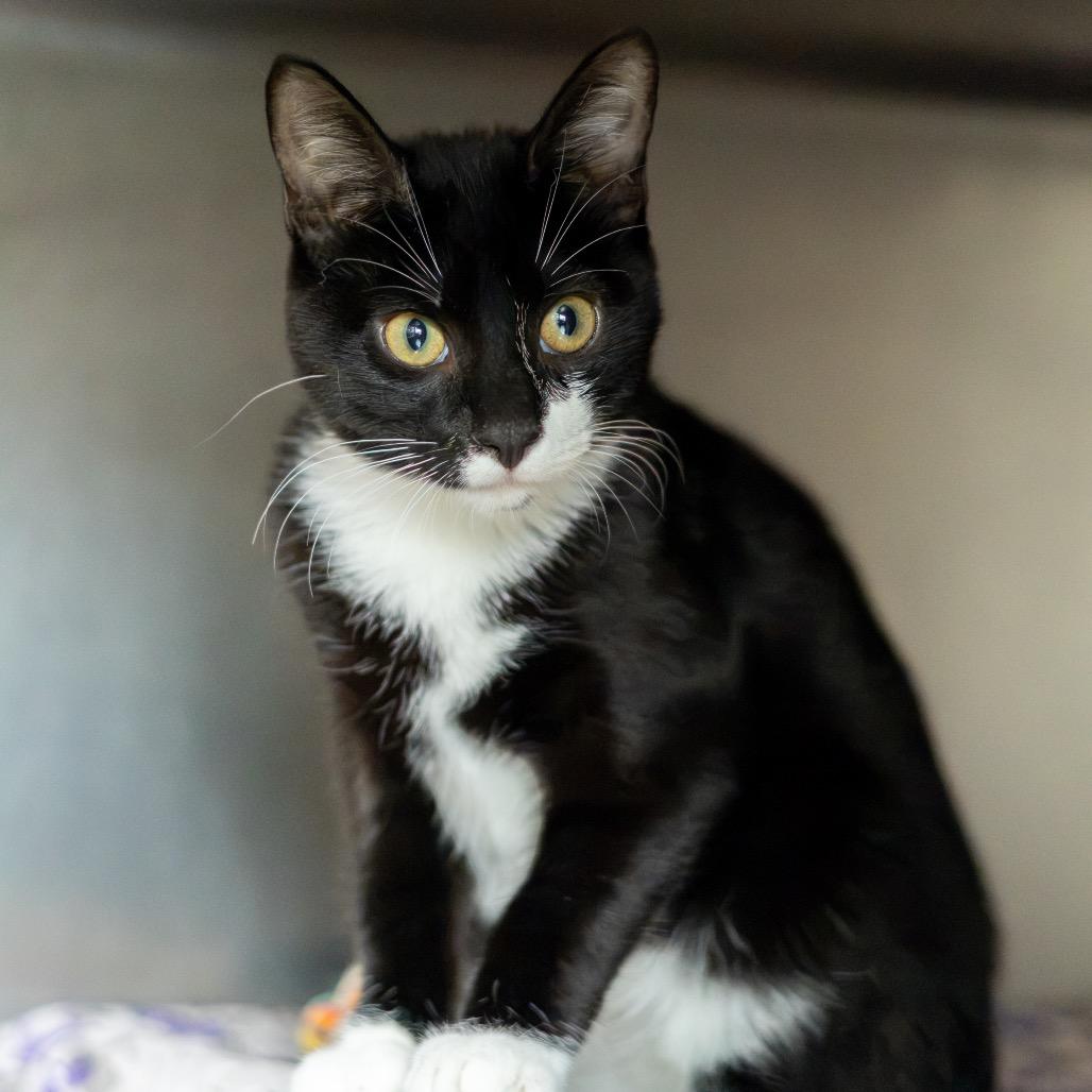 Enlarge Spencer, a Adoptable Domestic Short Hair in Wilmington, DE image 2/4