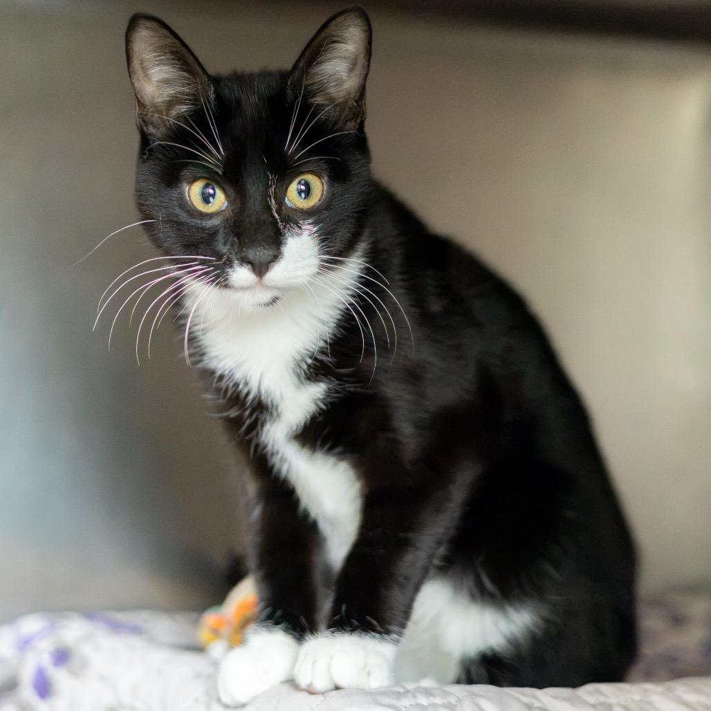 Enlarge Spencer, a Adoptable Domestic Short Hair in Wilmington, DE image 3/4