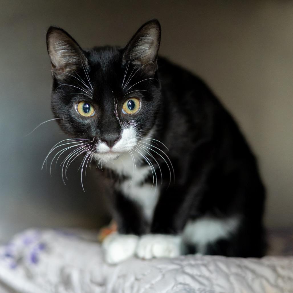 Enlarge Spencer, a Adoptable Domestic Short Hair in Wilmington, DE image 4/4