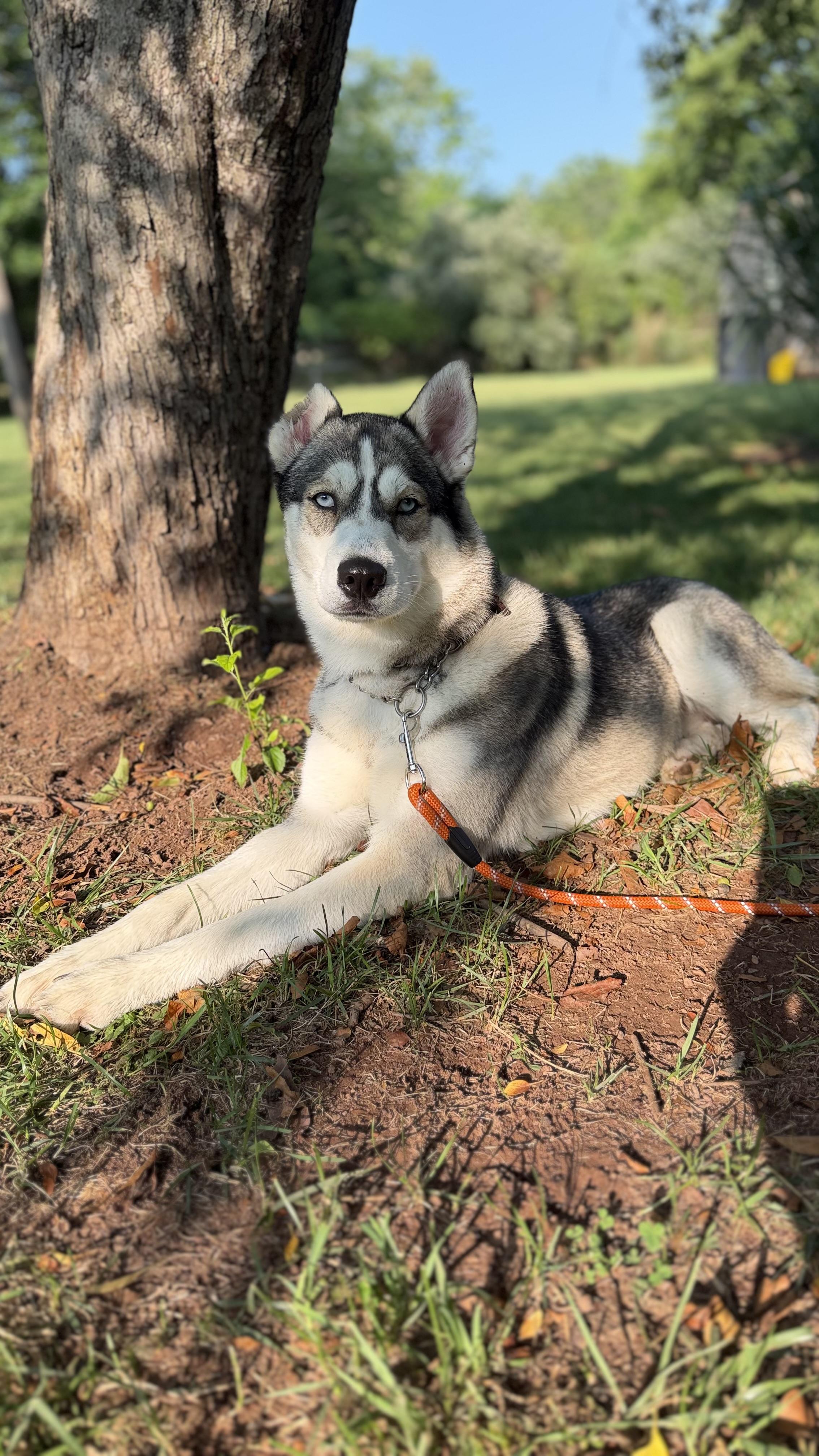 Skye, a ADOPTABLE Husky in Mendham, NJ image 2/3