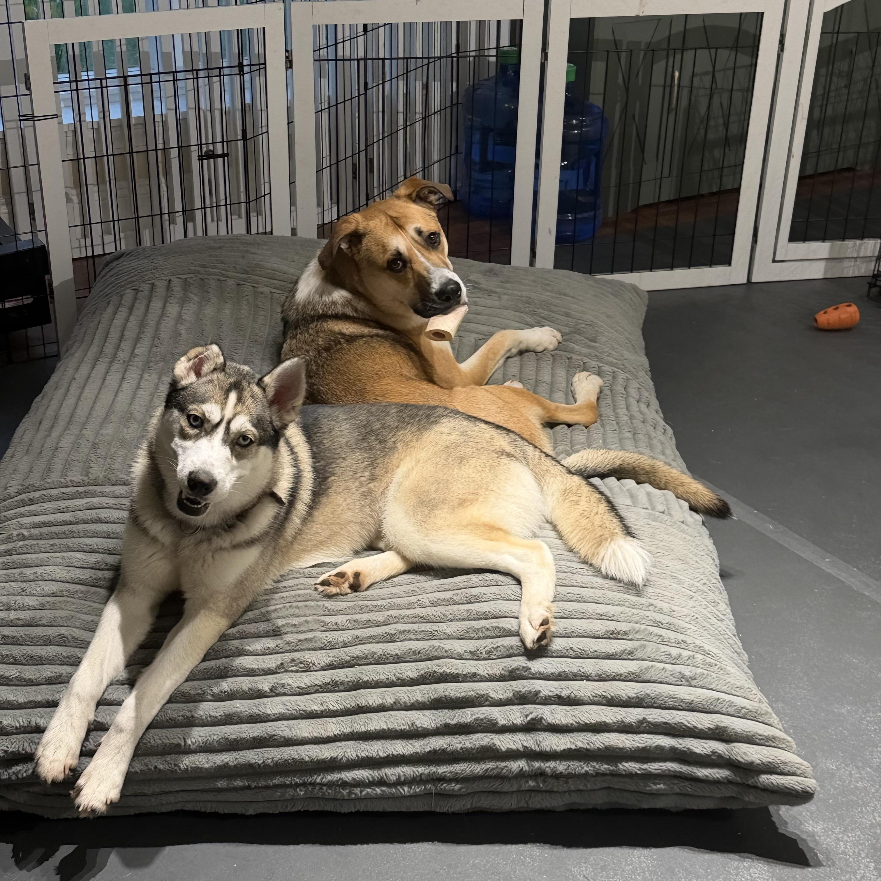 Skye, a ADOPTABLE Husky in Mendham, NJ image 3/3