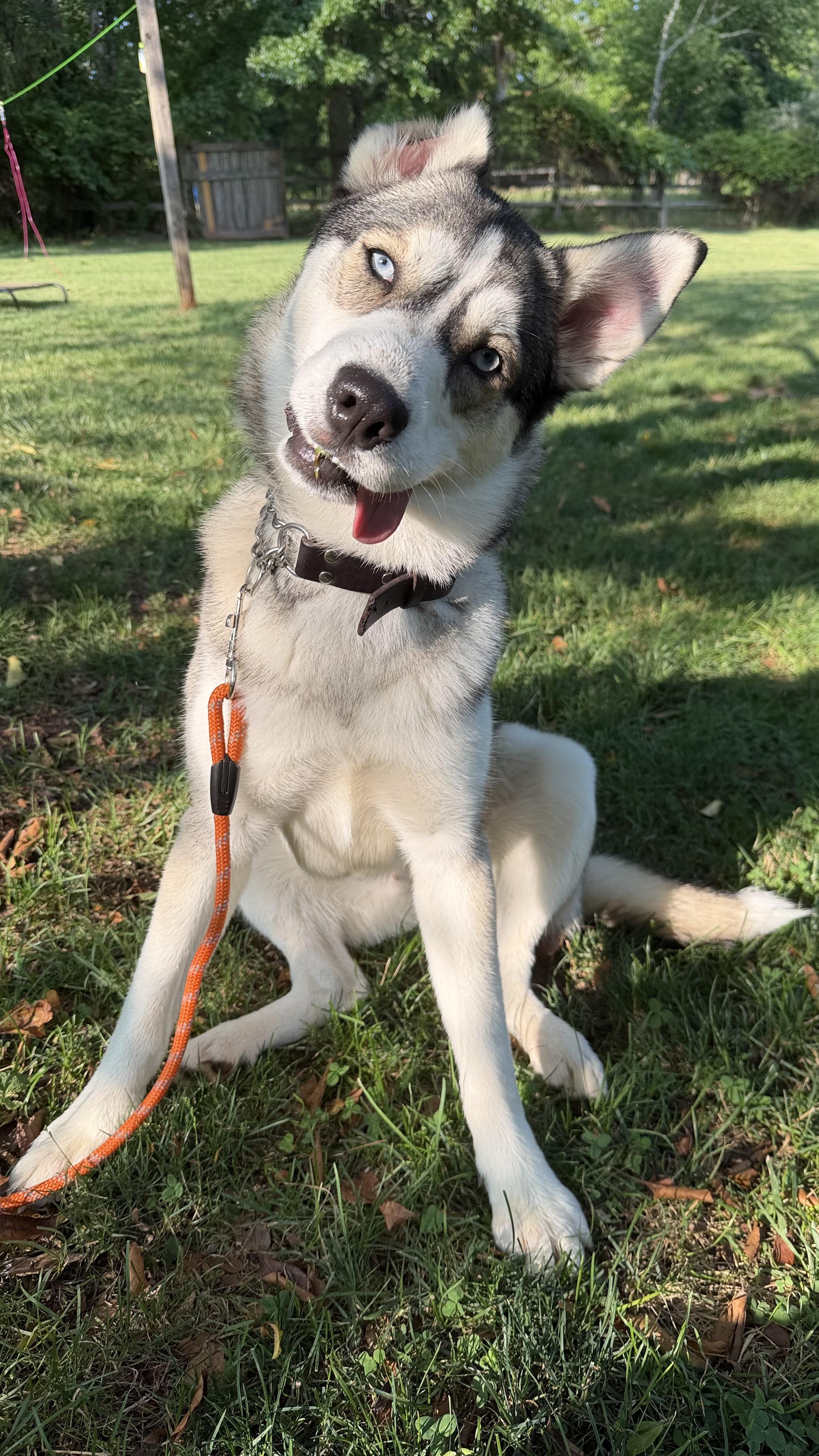 Skye, ADOPTABLE, Young Female Husky.