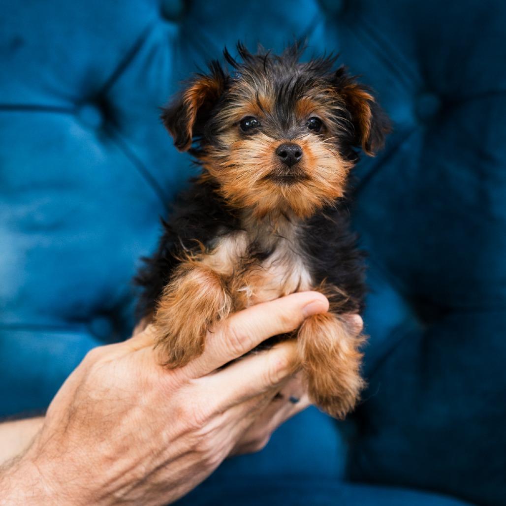 Enlarge Omega, an adopted Yorkshire Terrier in Zionsville, IN image 1/1