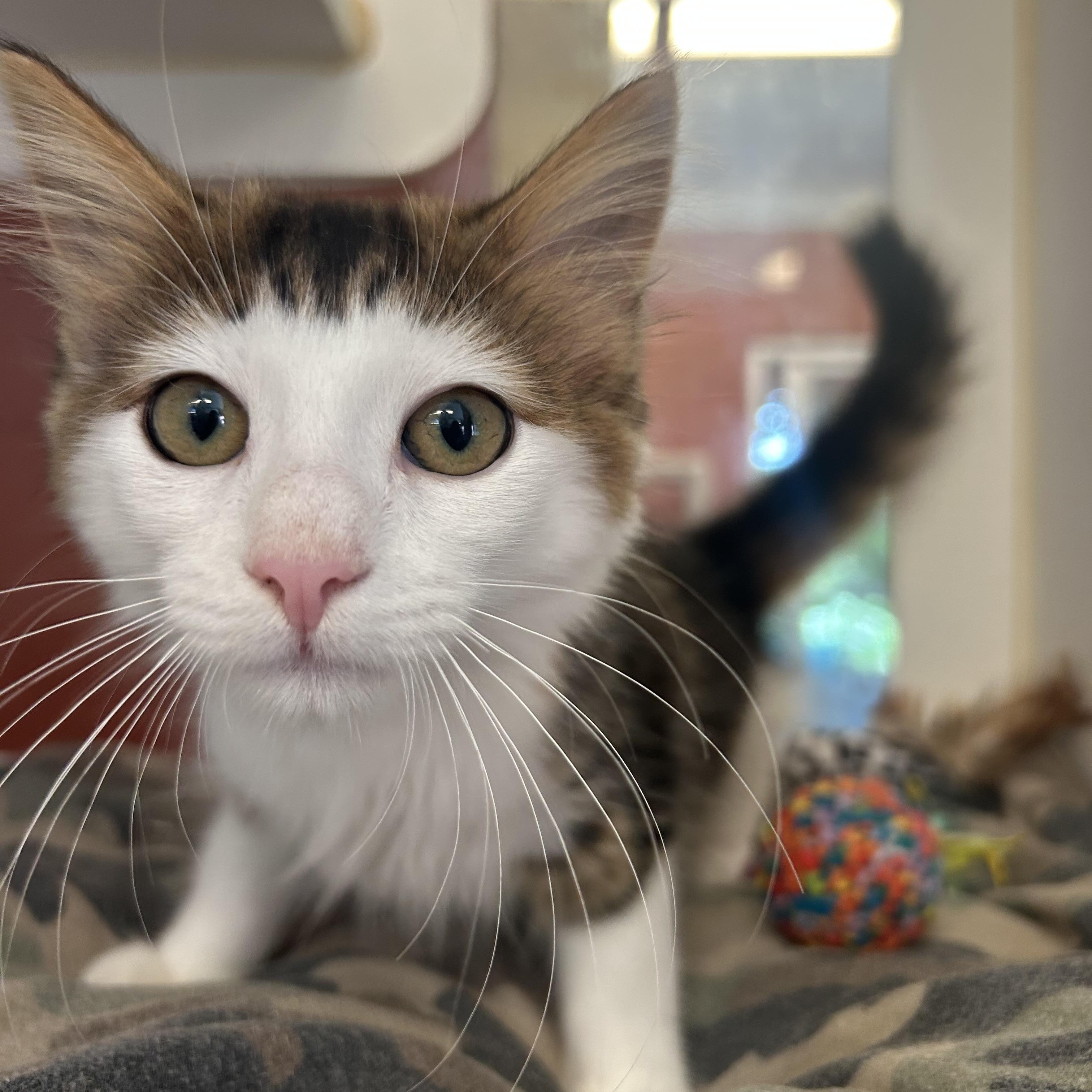 Enlarge Lizzy, a Adoptable Domestic Medium Hair in Southold, NY image 1/1