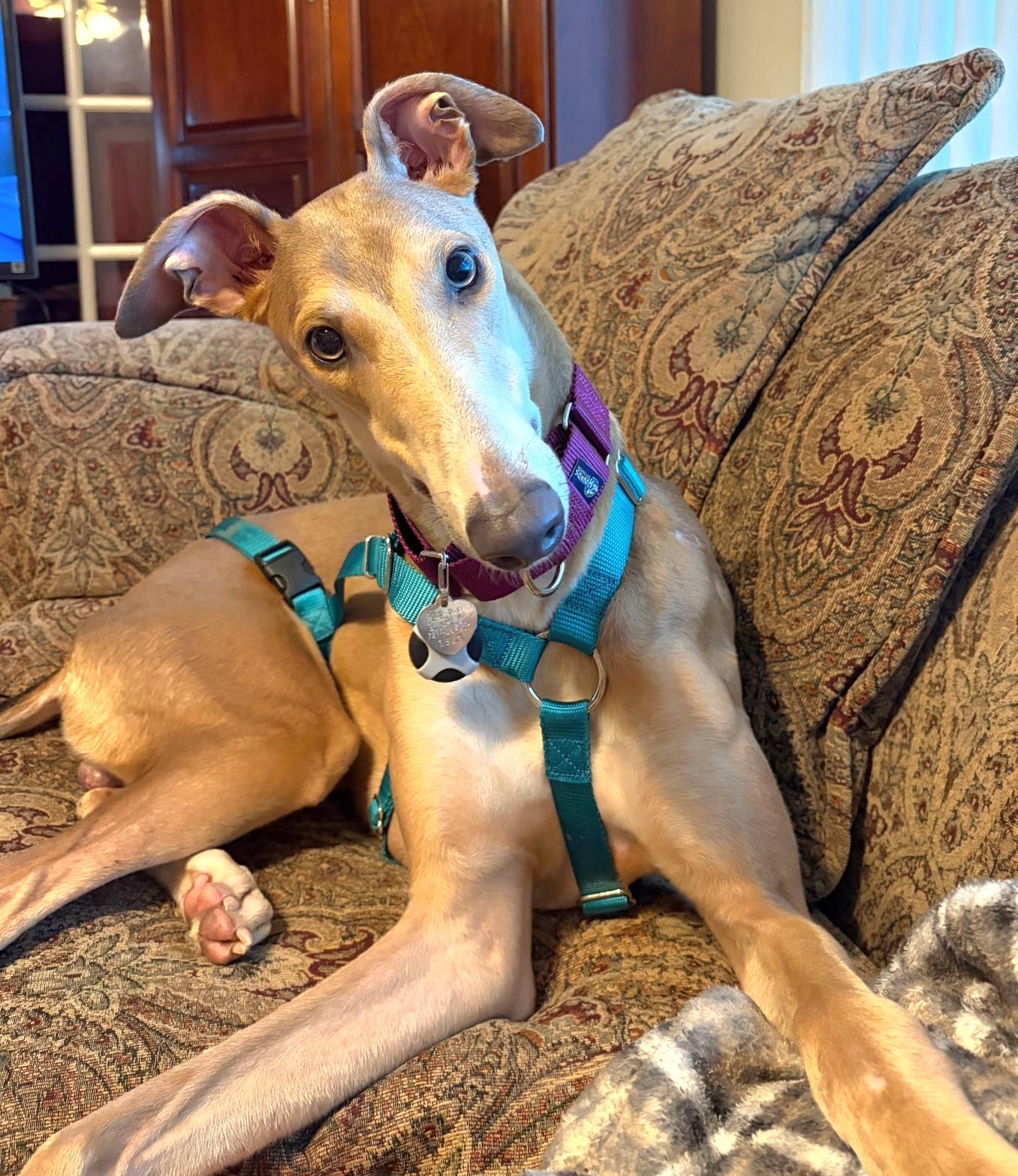 Thorne, Adopted, Young Male Greyhound.