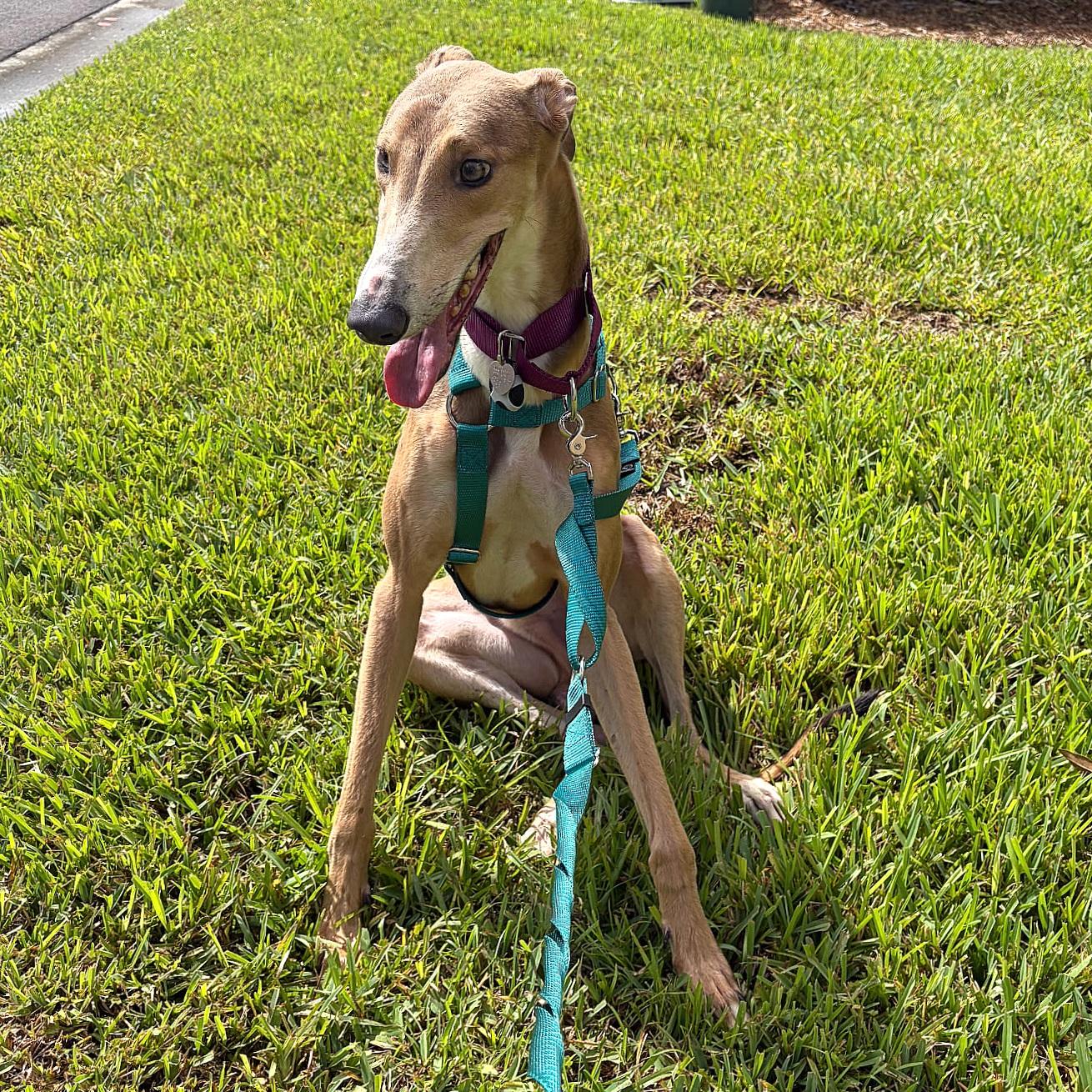 Enlarge Thorne, a Adopted Greyhound in Tarpon Springs, FL image 2/4