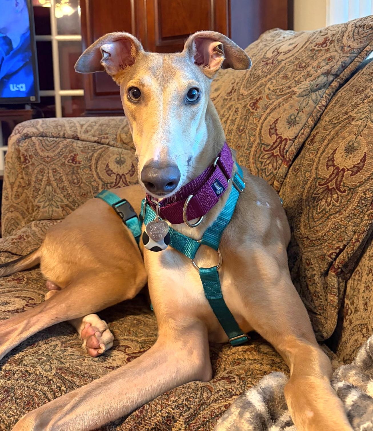 Enlarge Thorne, a Adopted Greyhound in Tarpon Springs, FL image 3/4