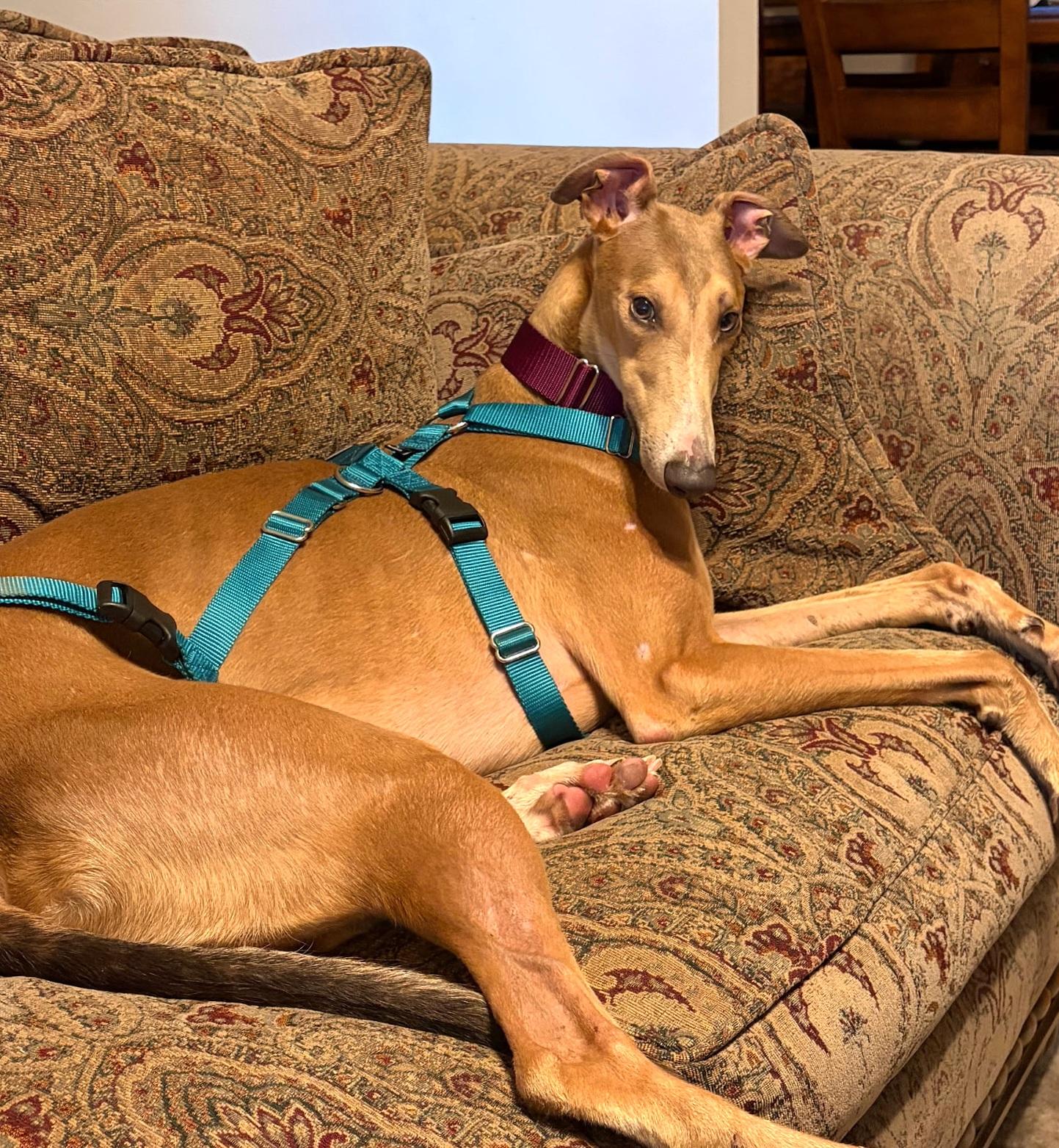 Enlarge Thorne, a Adopted Greyhound in Tarpon Springs, FL image 4/4