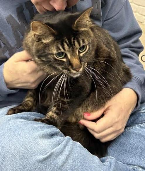 Enlarge Walter, an adopted Domestic Medium Hair in Shakopee , MN image 2/4