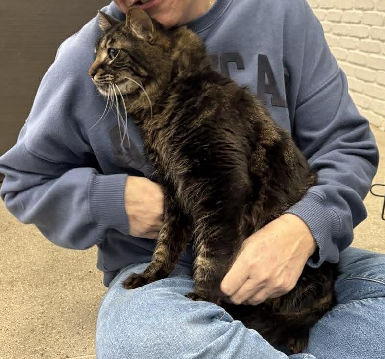 Enlarge Walter, an adopted Domestic Medium Hair in Shakopee , MN image 3/4