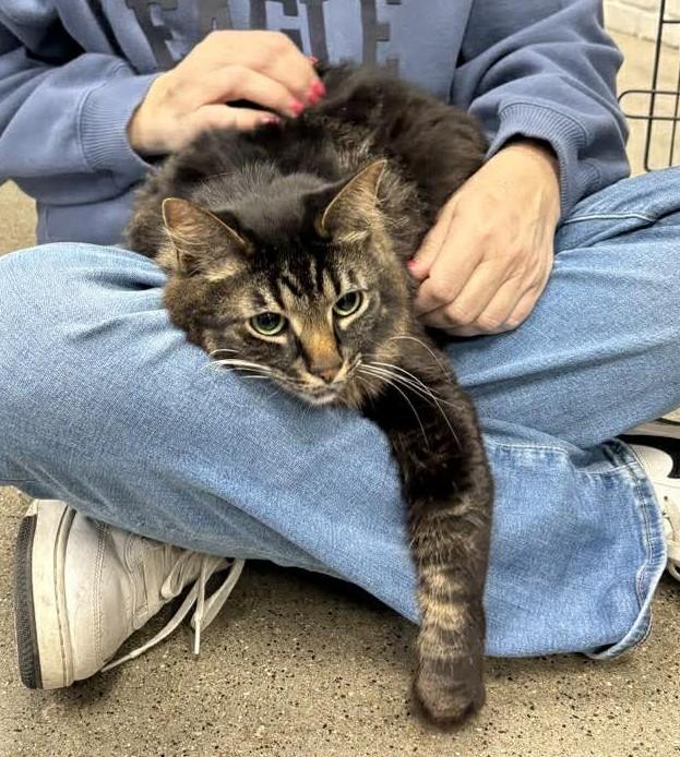 Enlarge Walter, an adopted Domestic Medium Hair in Shakopee , MN image 1/4