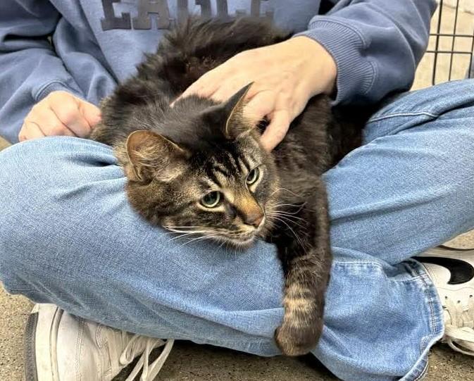 Enlarge Walter, an adopted Domestic Medium Hair in Shakopee , MN image 4/4