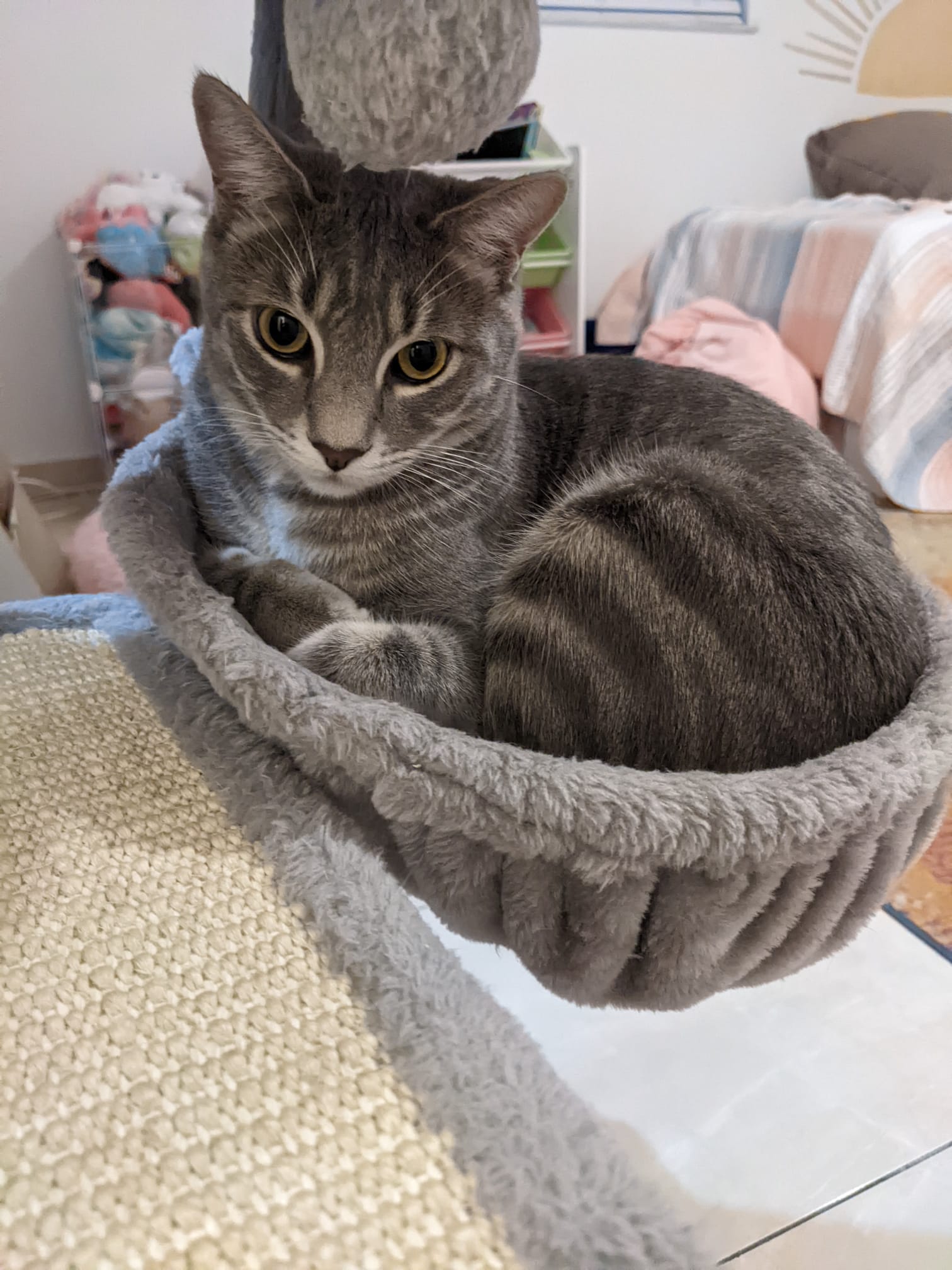 Waffle, a Adoptable American Shorthair in coral gables, FL image 2/6