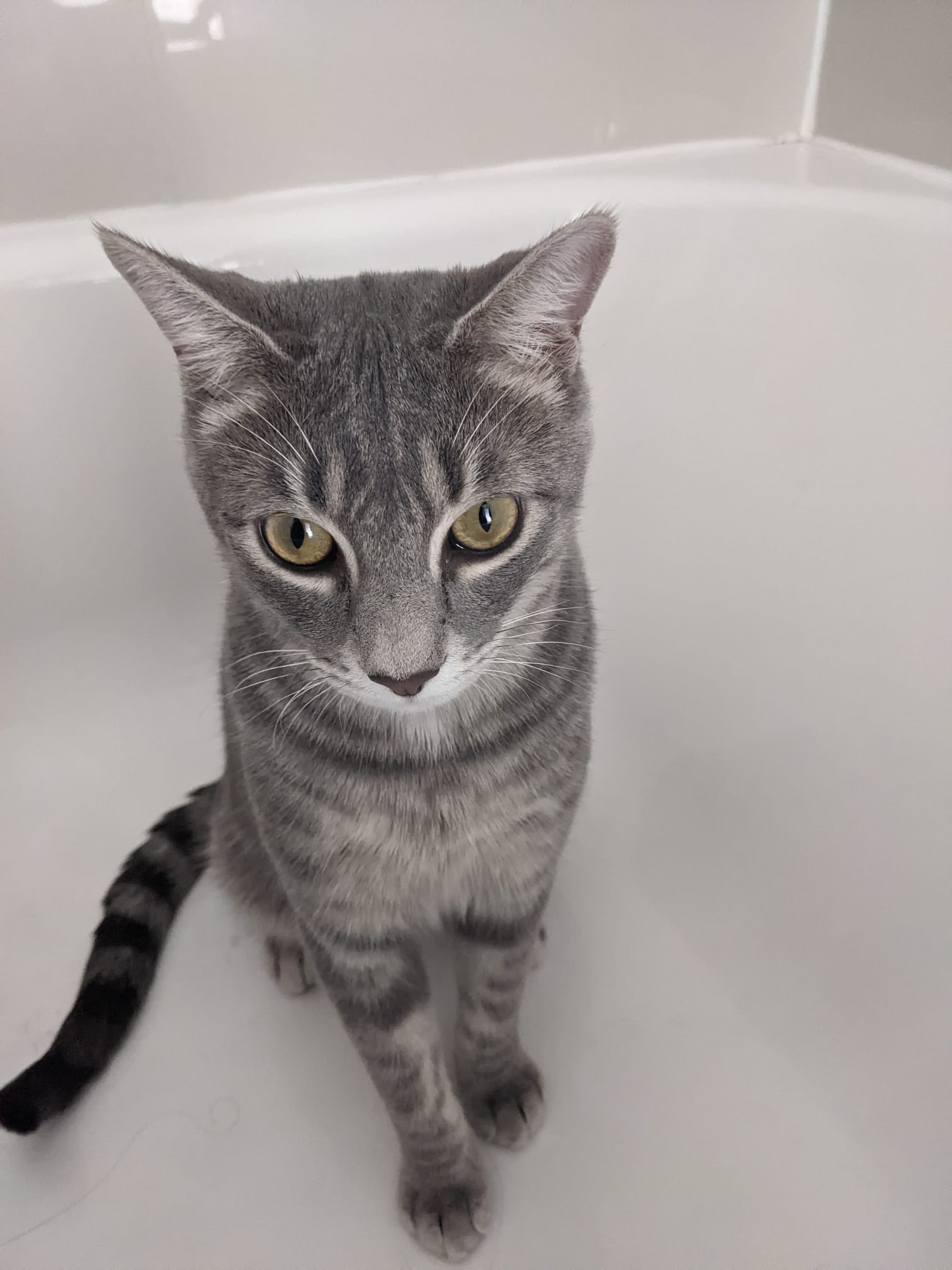 Waffle, a Adoptable American Shorthair in coral gables, FL image 5/6