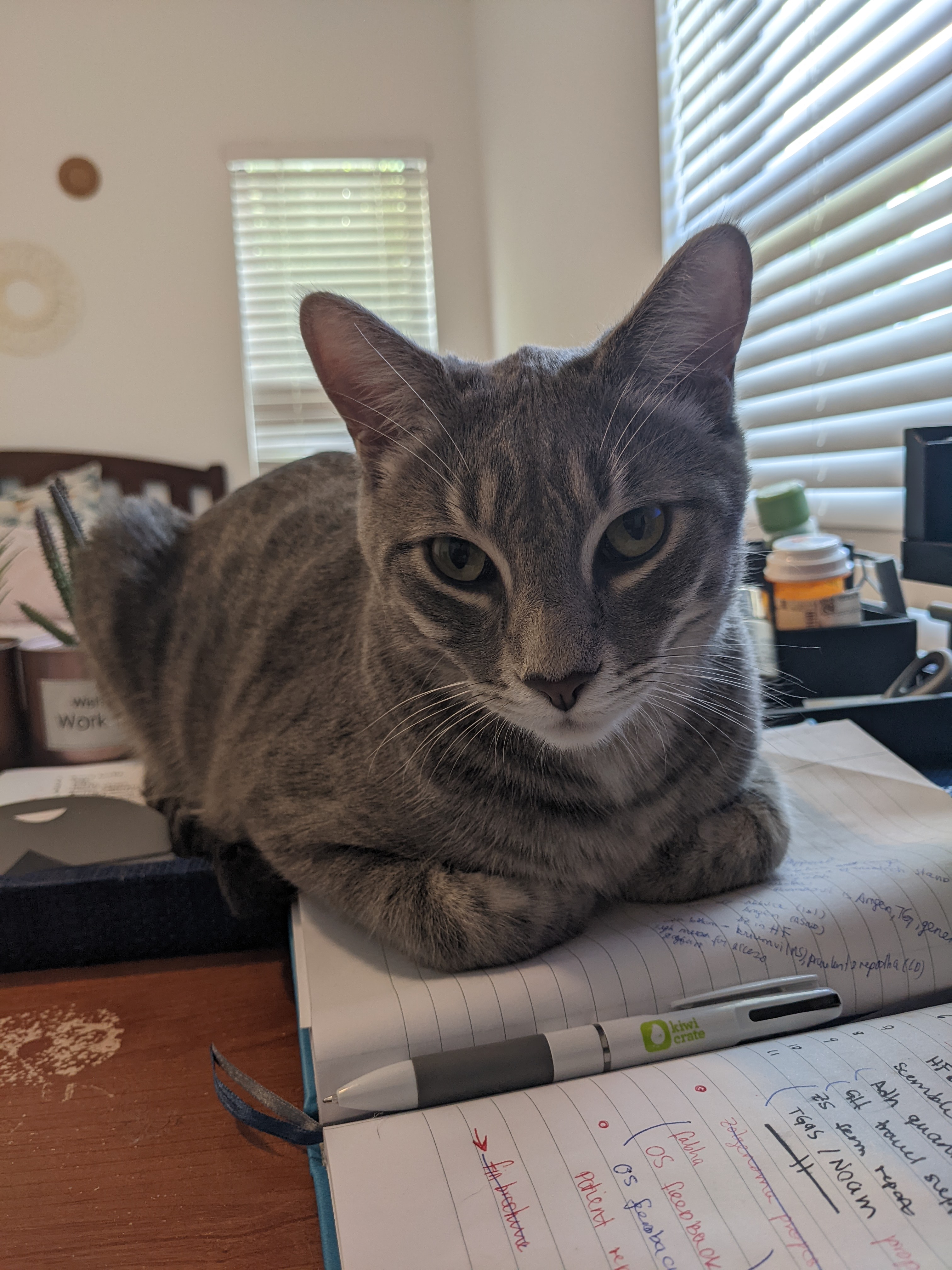 Waffle, a Adoptable American Shorthair in coral gables, FL image 6/6