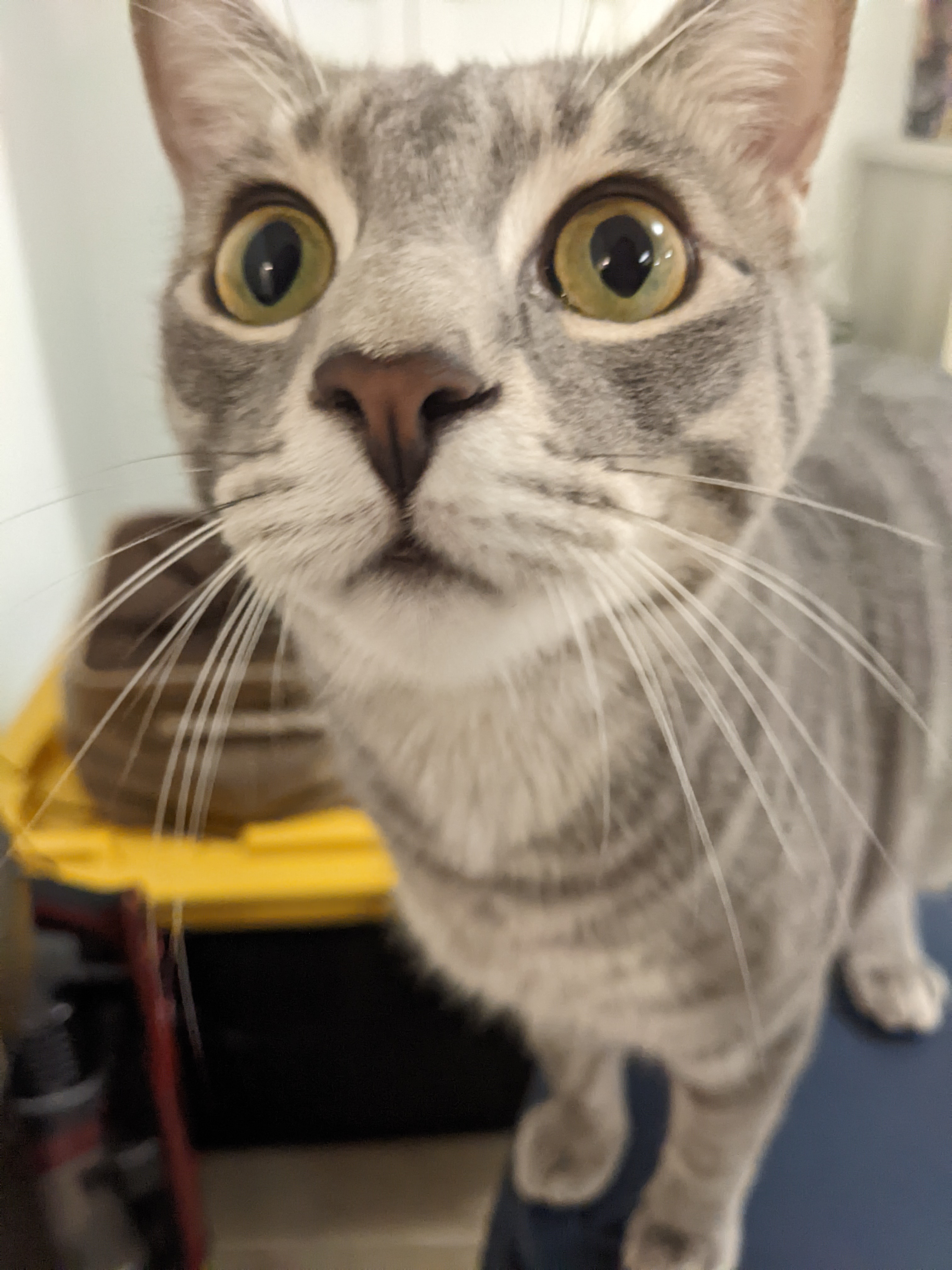 Waffle, Adoptable, Kitten Male American Shorthair.