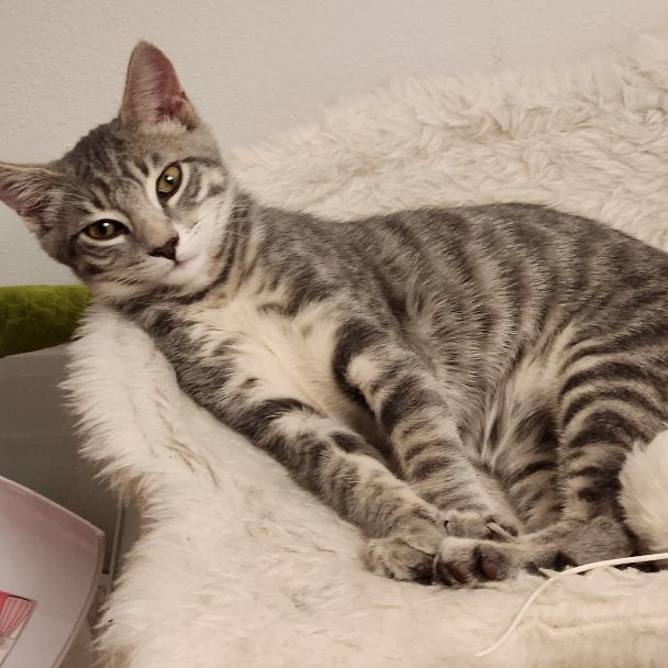 Waffle, a Adoptable American Shorthair in coral gables, FL image 4/6