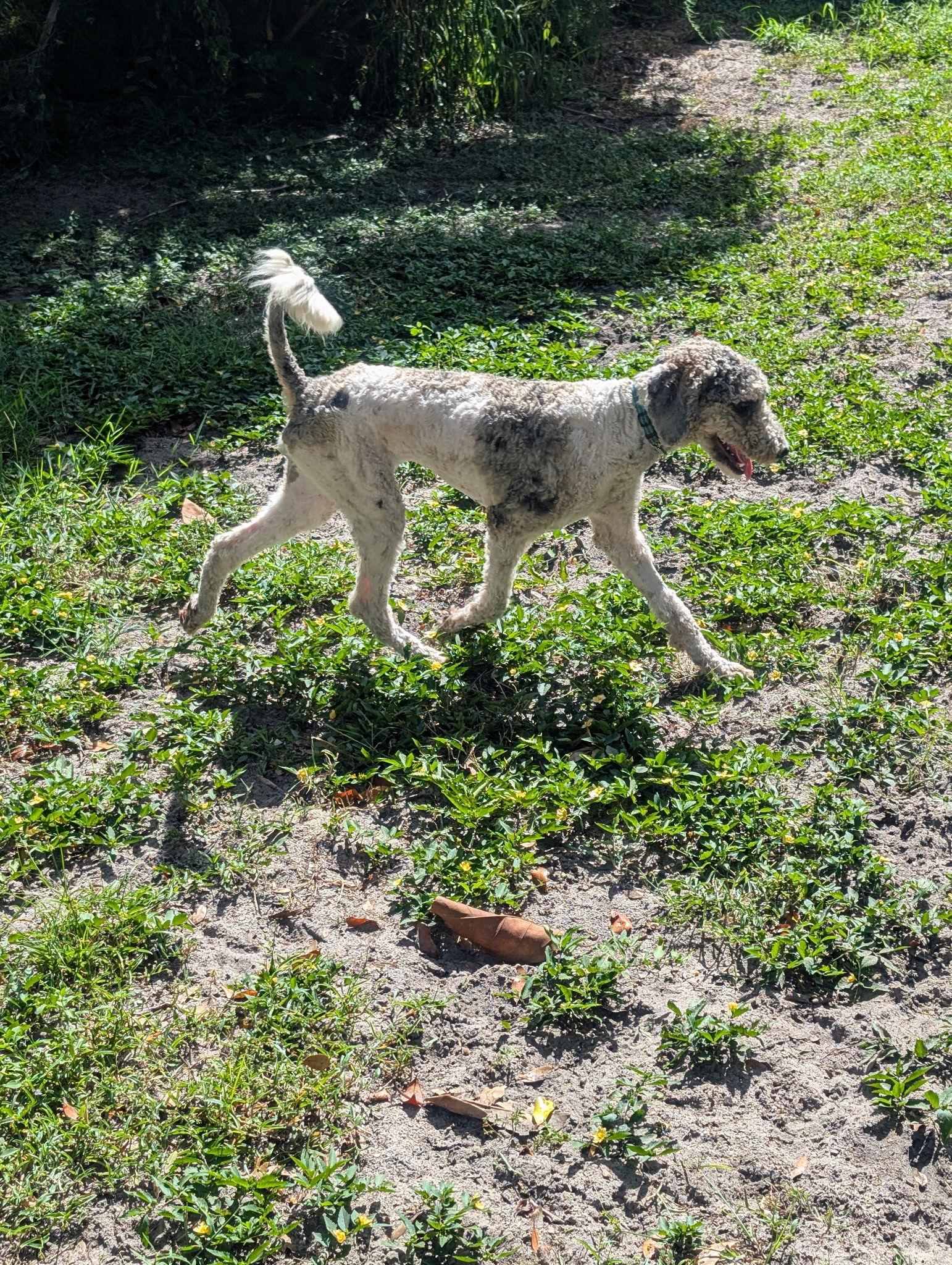 Enlarge Blitz, a Adopted Standard Poodle in Valrico, FL image 1/3
