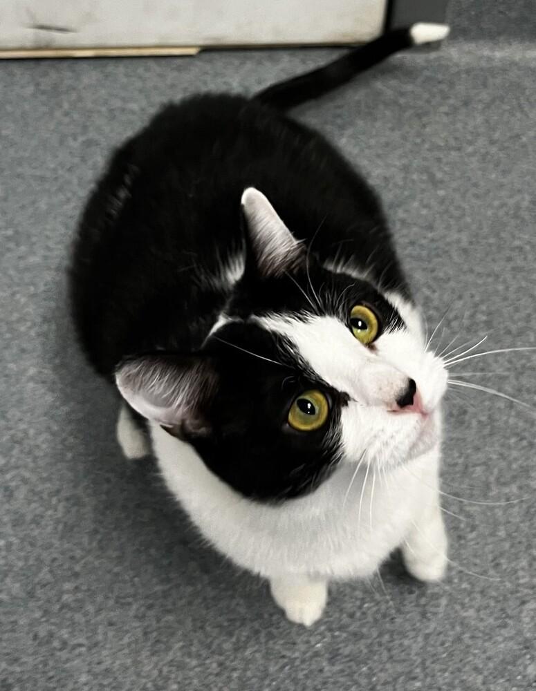 Enlarge Fox, a Adoptable Domestic Short Hair in Raleigh, NC image 1/3