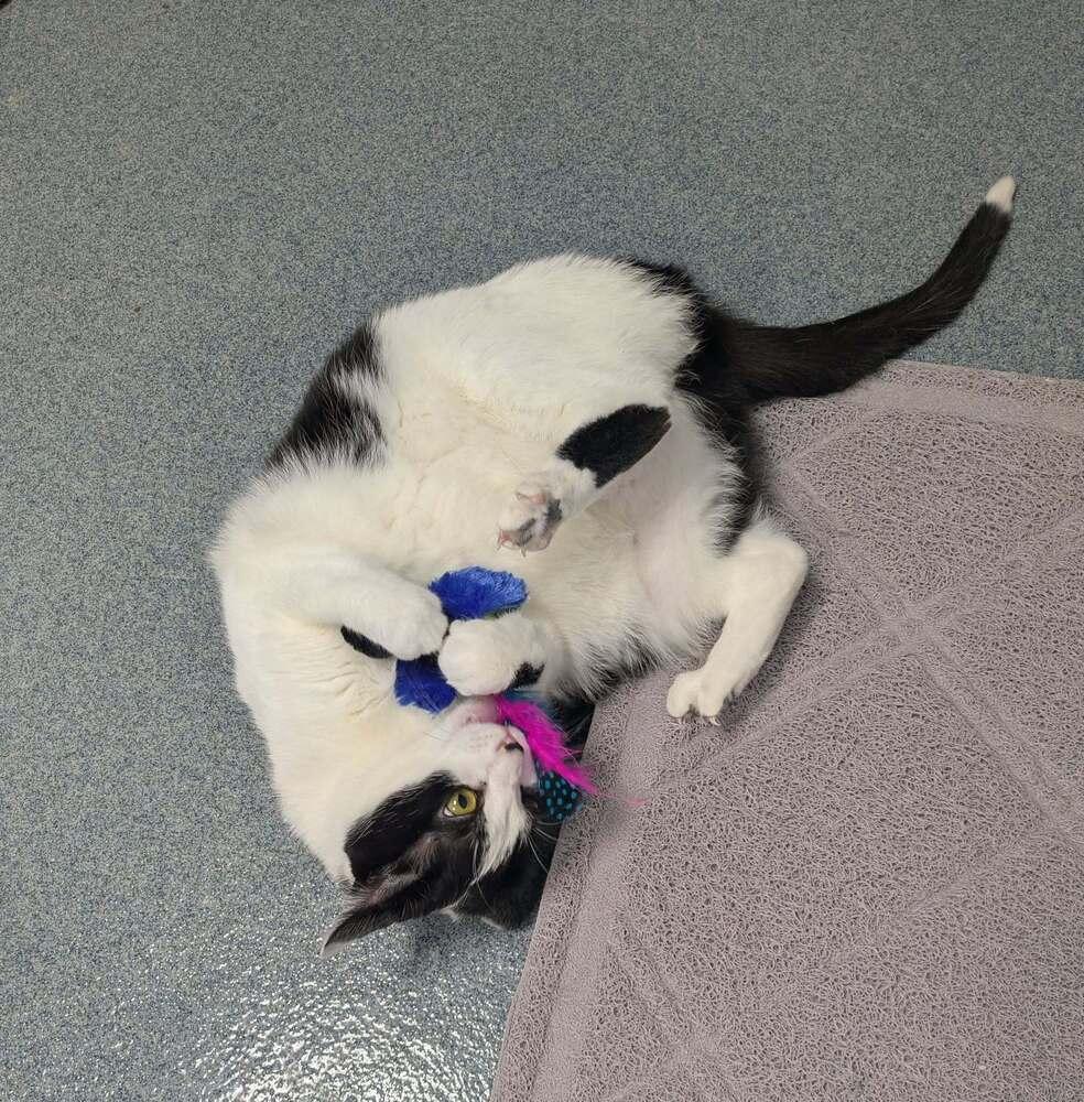 Enlarge Fox, a Adoptable Domestic Short Hair in Raleigh, NC image 2/3