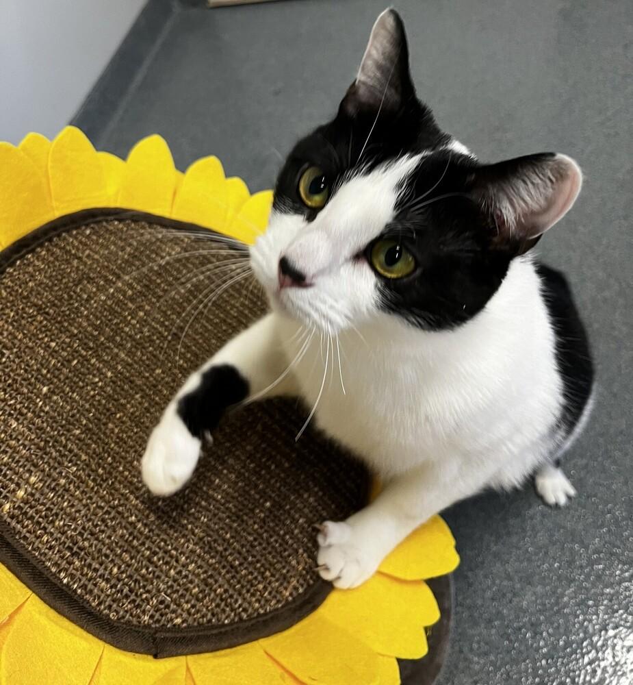 Enlarge Fox, a Adoptable Domestic Short Hair in Raleigh, NC image 3/3