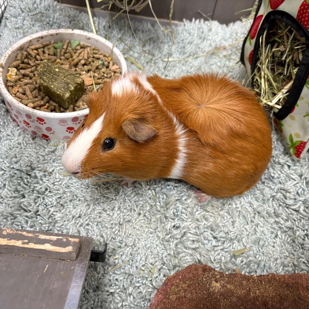 Biscuit, Adoptable, Young Male Guinea Pig.