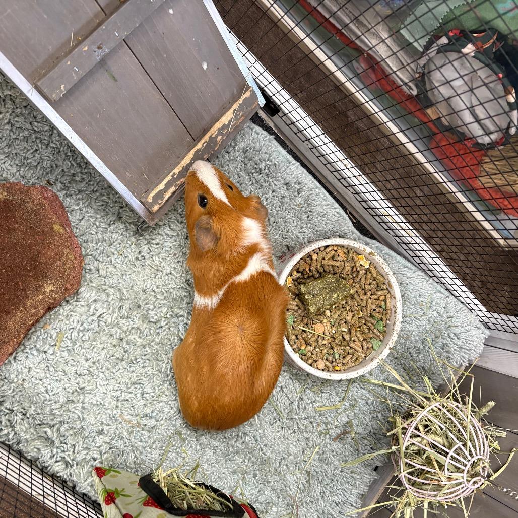 Enlarge Biscuit, a Adoptable Guinea Pig in Springfield, MO image 2/5