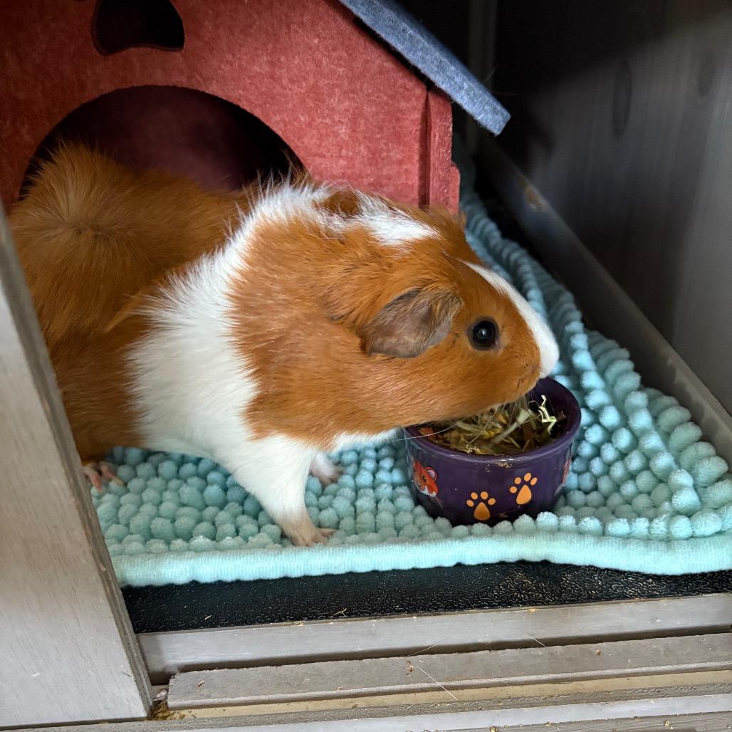 Enlarge Biscuit, a Adoptable Guinea Pig in Springfield, MO image 3/5