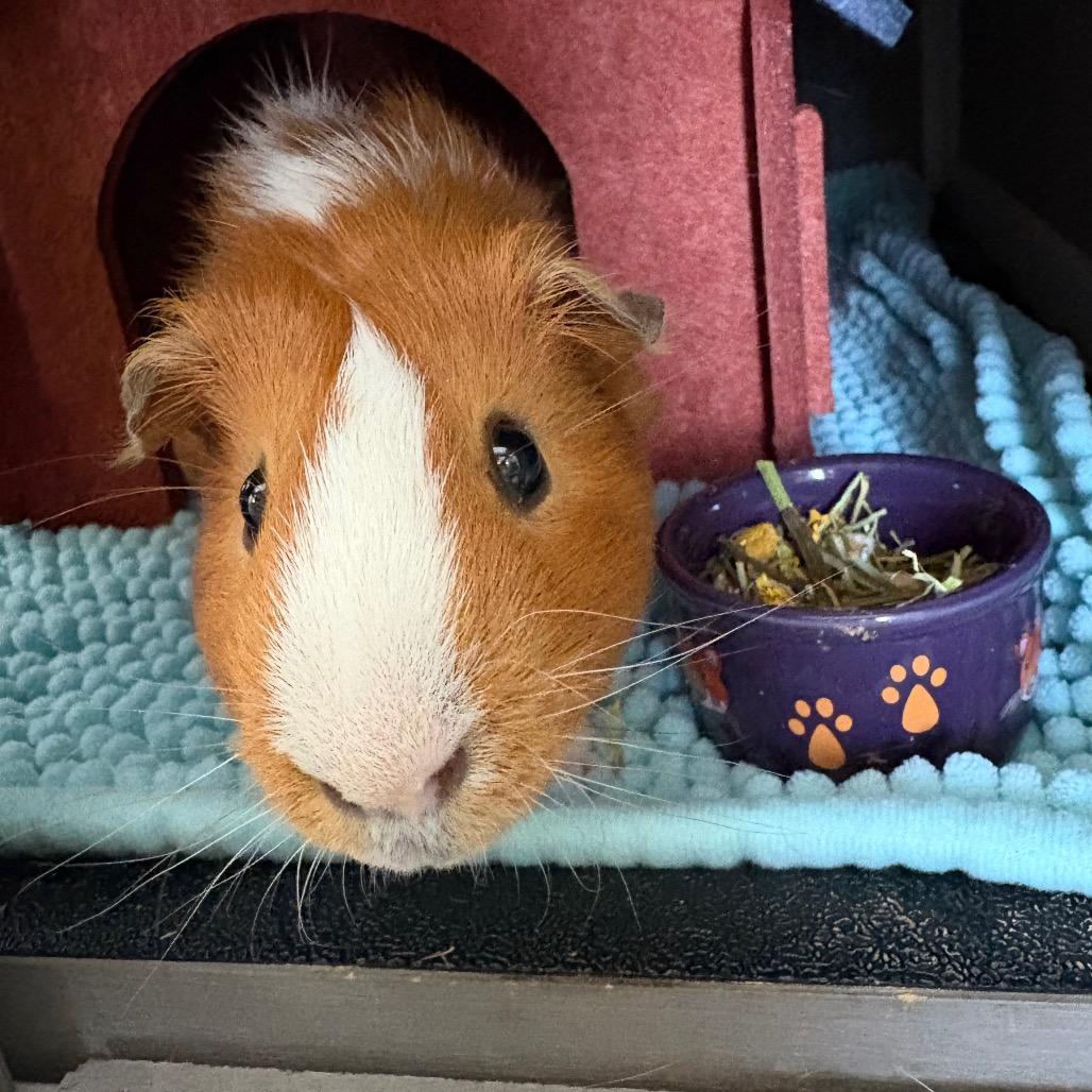 Enlarge Biscuit, a Adoptable Guinea Pig in Springfield, MO image 4/5